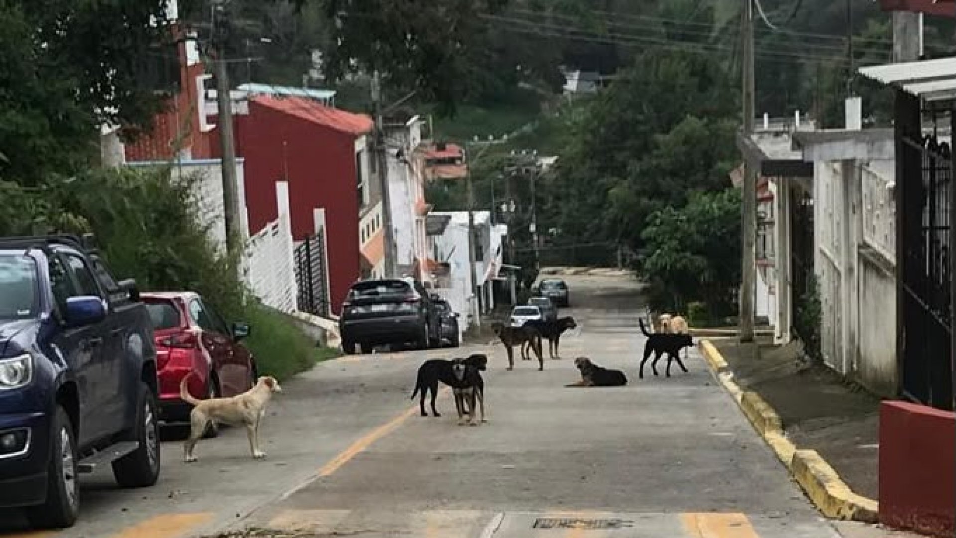 Ayuntamiento de Xalapa resguarda a seis perros tras reportes de agresiones en Santa Rosa