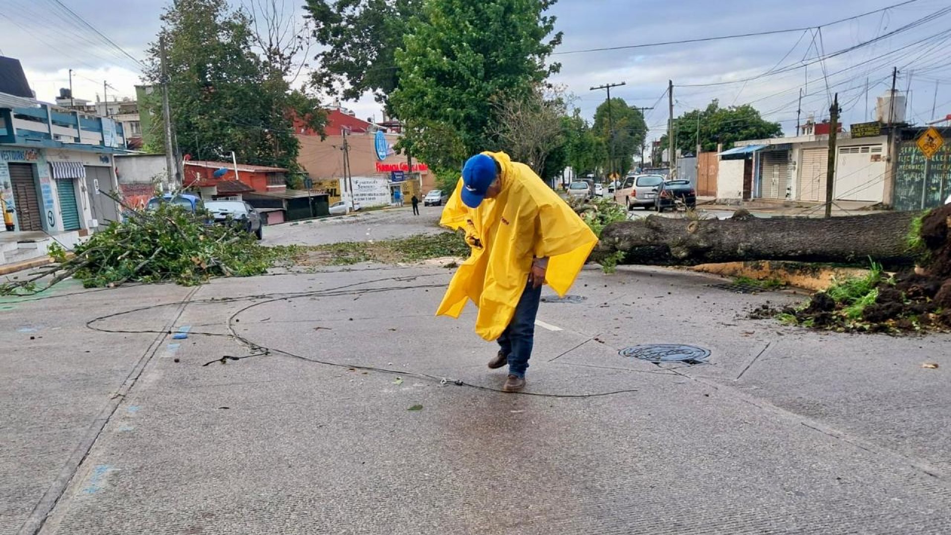Ayuntamiento de Xalapa atiende caída de árboles por evento de norte; reportan incidentes menores