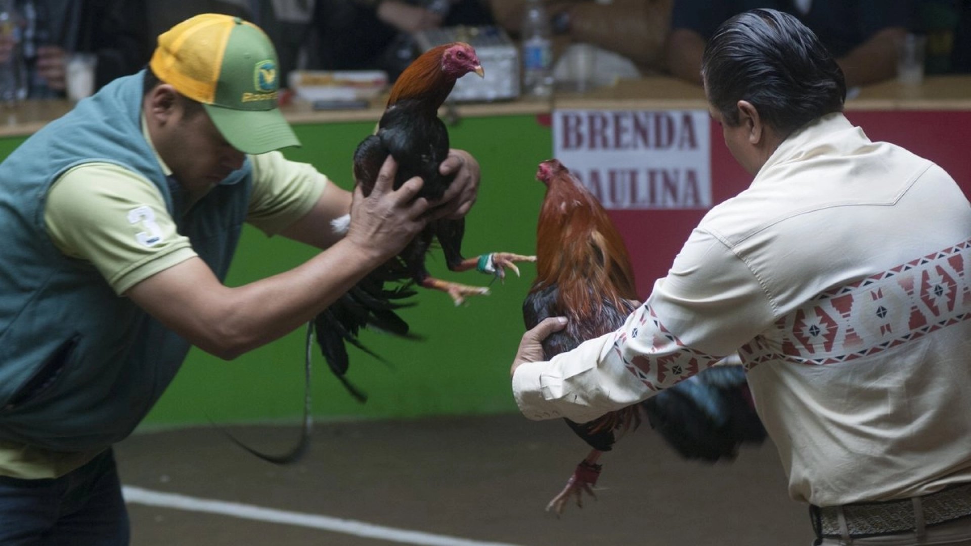 En Chihuahua cancelan permisos para carreras de caballos y peleas de gallos