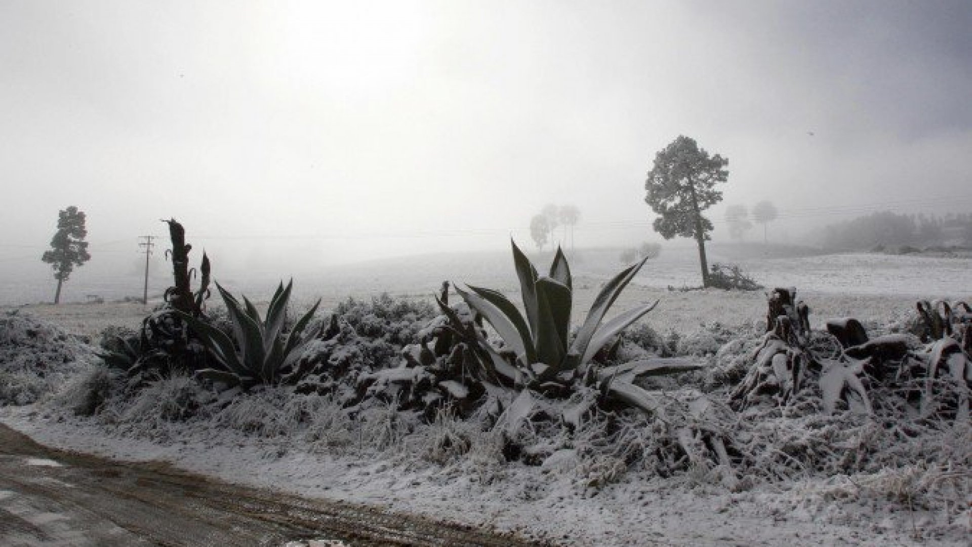 Frente frío 27 trae nevadas, heladas y bajas temperaturas este 7 de enero