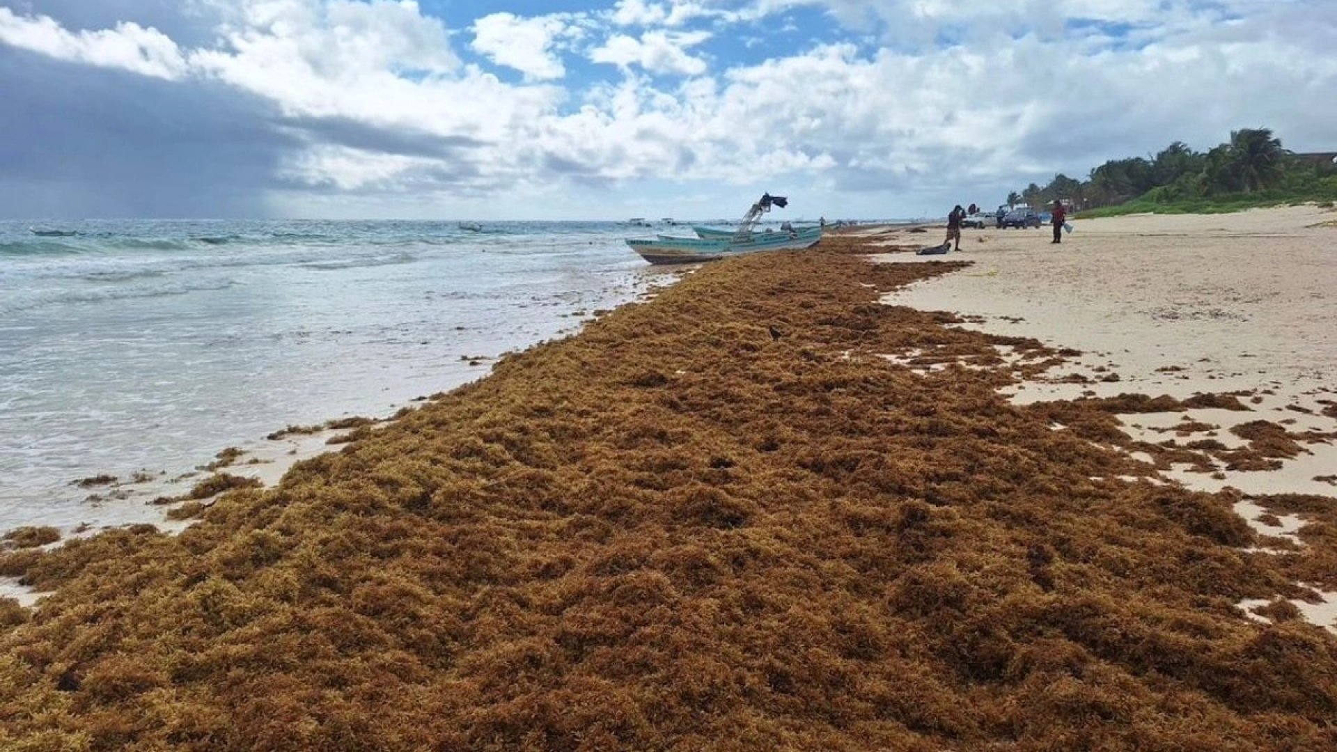 Arribo anticipado de sargazo en el Caribe mexicano prende alertas ambientales