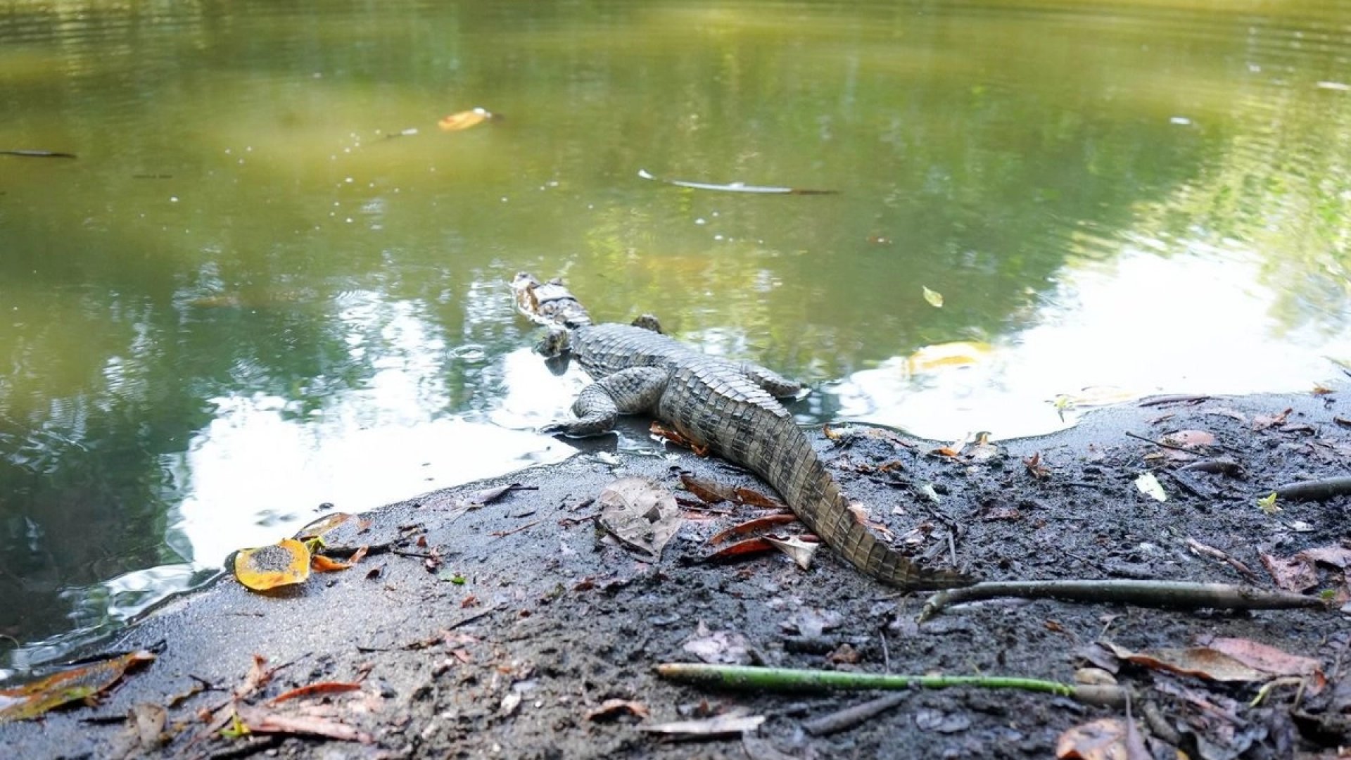 Liberan a cuatro caimanes en la Reserva La Encrucijada en Chiapas
