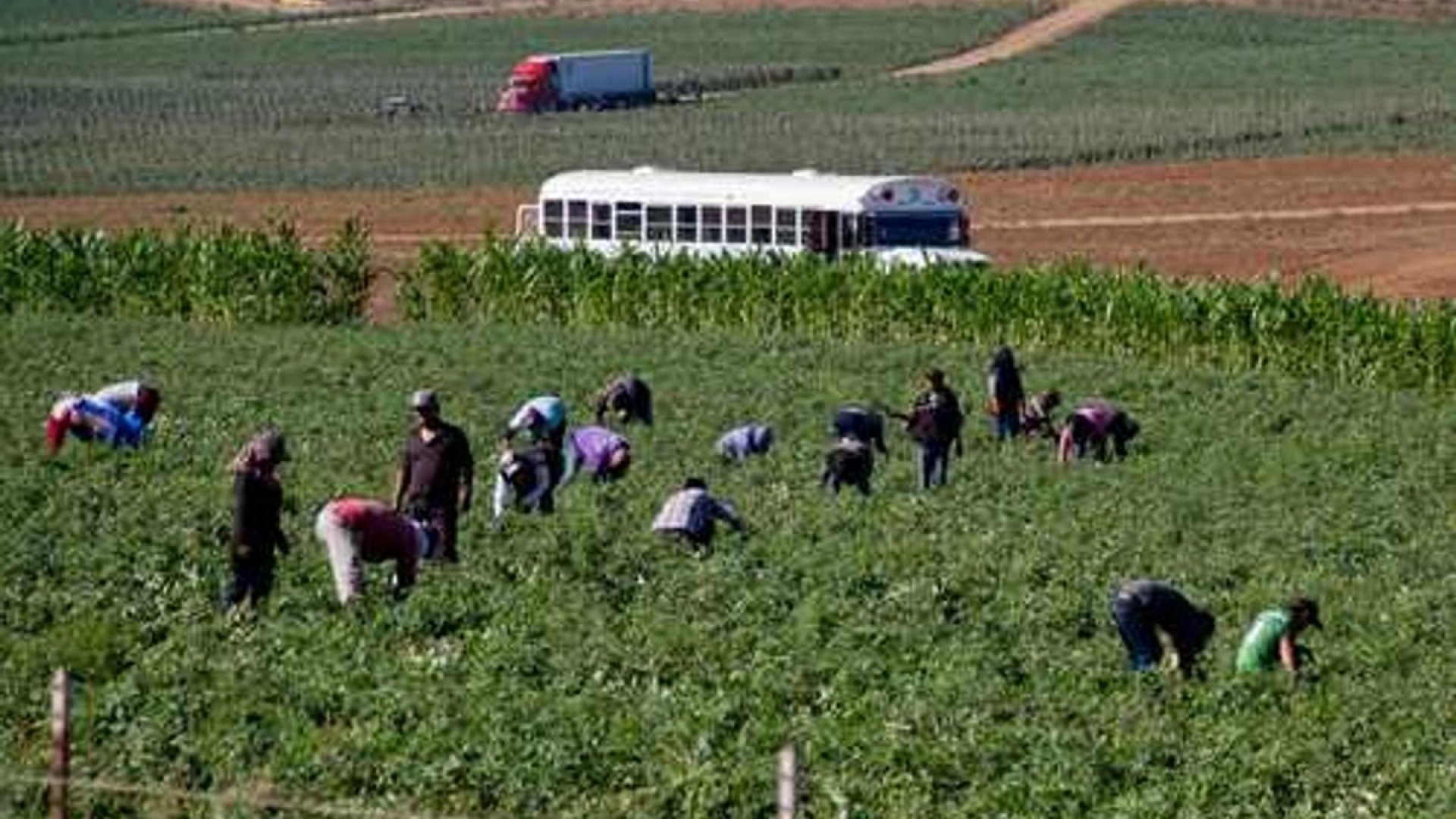 Se trabaja en plan de justicia social y laboral para jornaleros de San Quintín: Sheinbaum