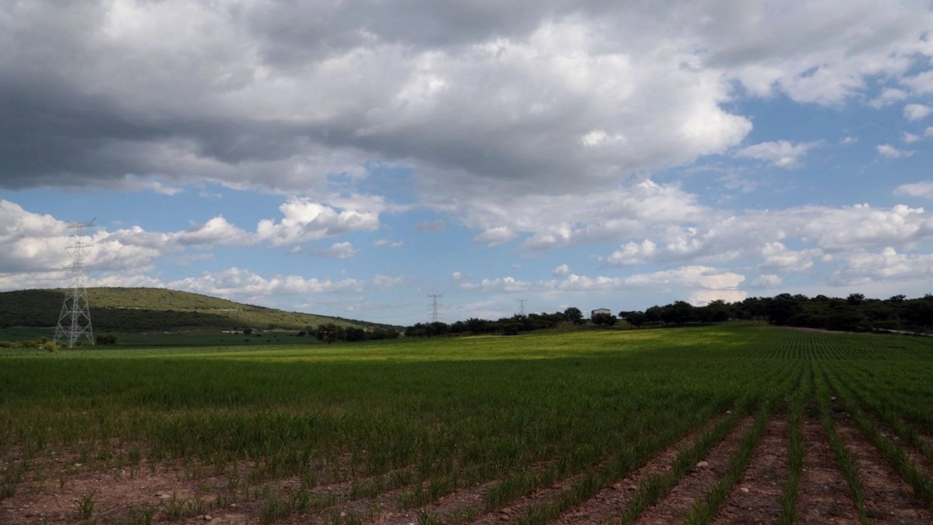 Cultivos de sorgo en Tamaulipas resisten heladas del frente frío 29