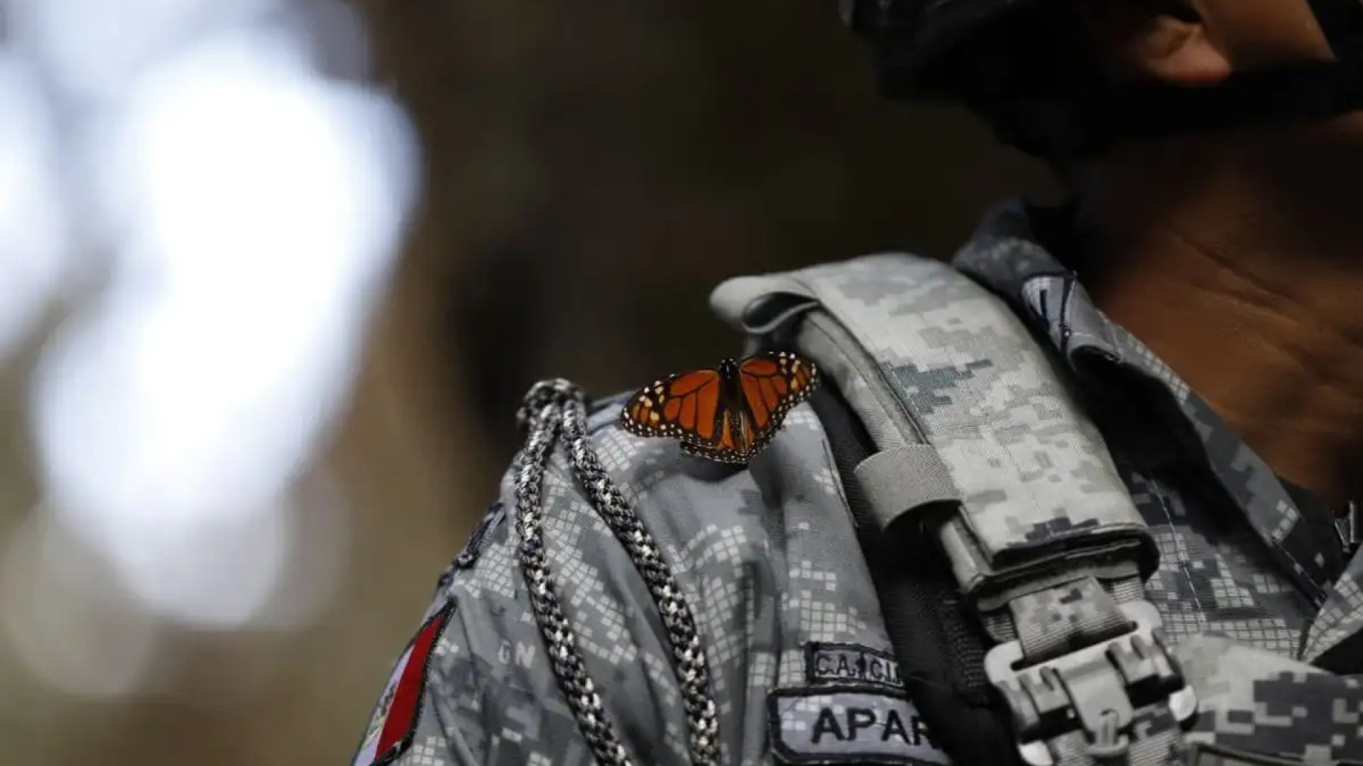 Con 300 elementos, la GN blinda santuario de la mariposa monarca