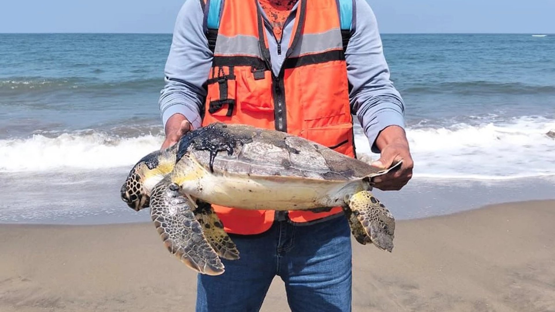 Suman seis tortugas muertas en playas de Veracruz; investigan posible relación con chapopote