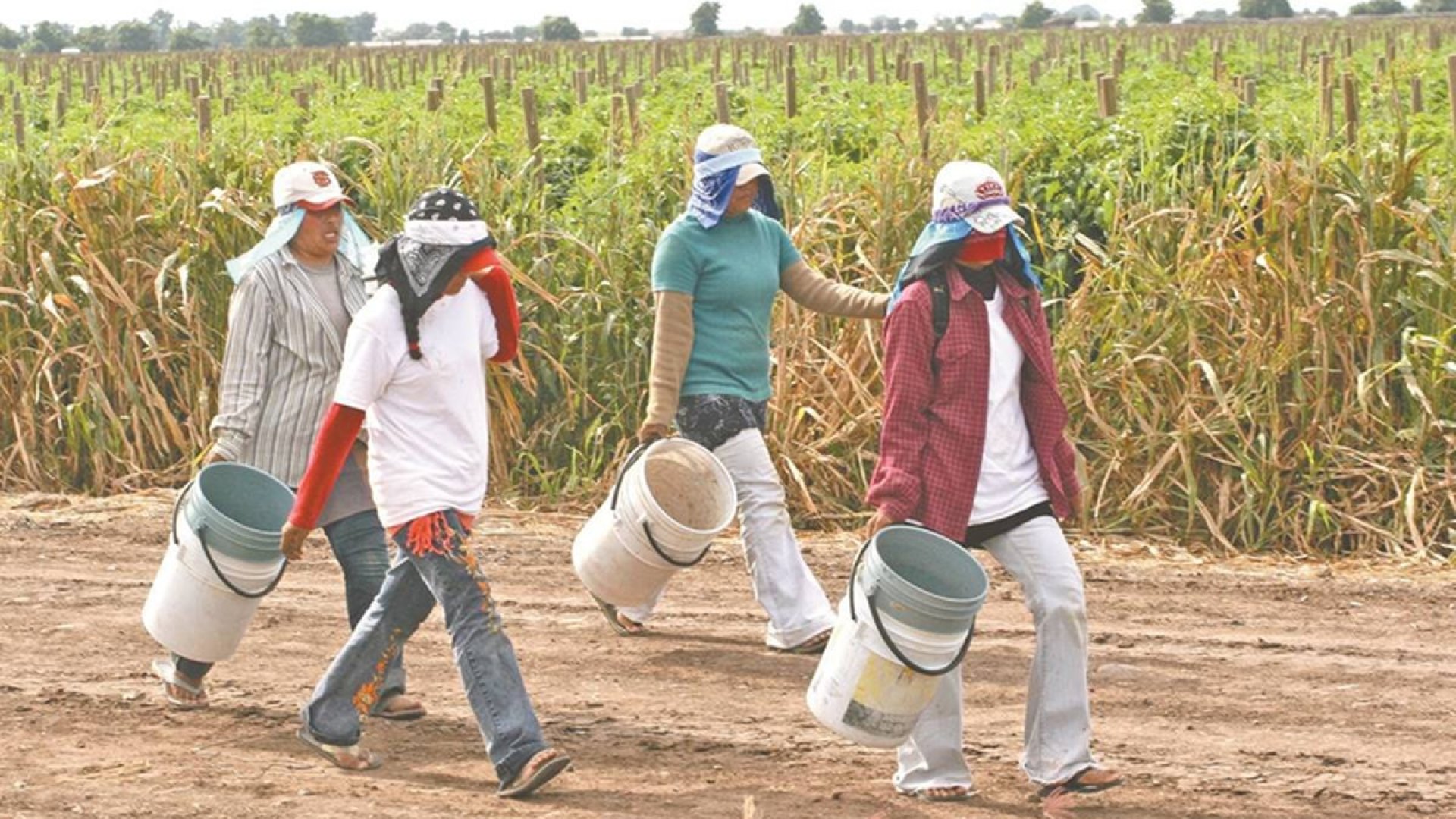 Diputados avalan seguridad social obligatoria para jornaleros agrícolas