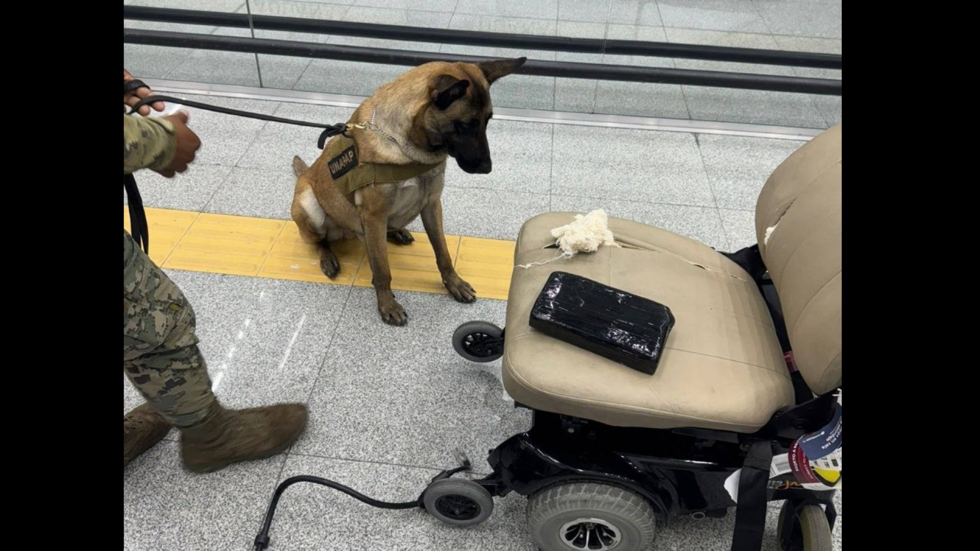 Perro policía detecta cocaína oculta en silla de ruedas en el AICM