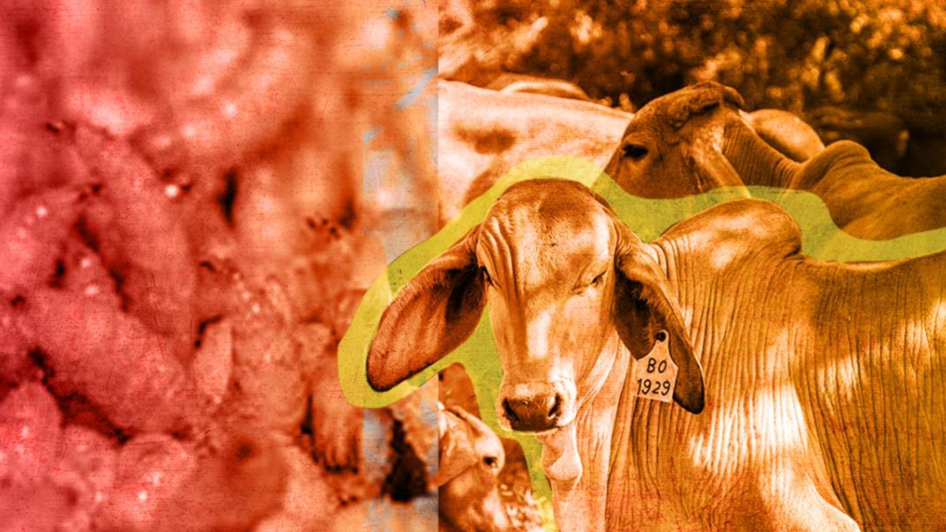 Inaugurarán en junio fábrica de moscas para combatir al gusano barrenador