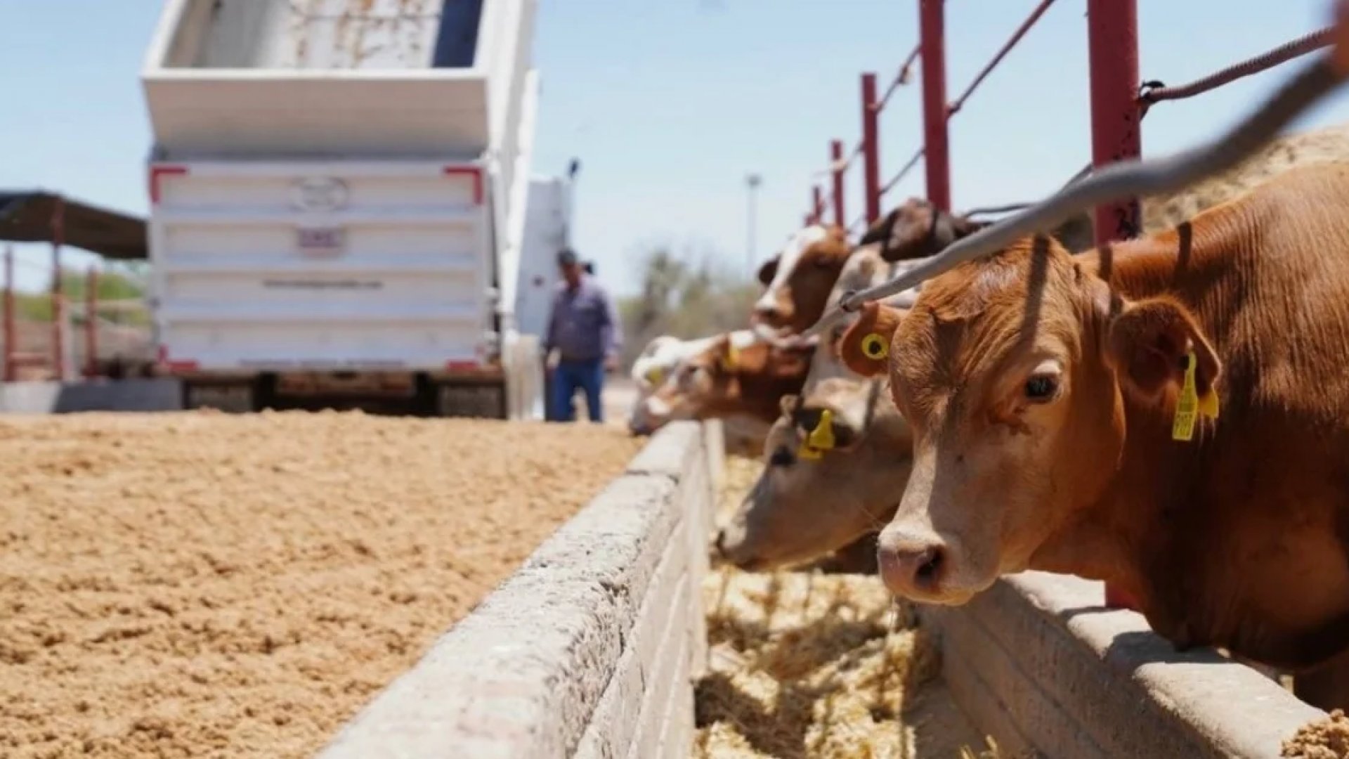 Estados Unidos suspende exportaciones de ganado vivo a México por nuevos casos de gusano barrenador