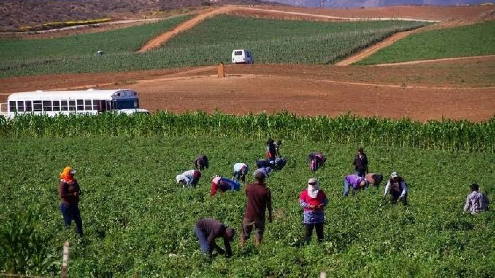 Gobierno entregará apoyo económico a familias jornaleras de San Quintín