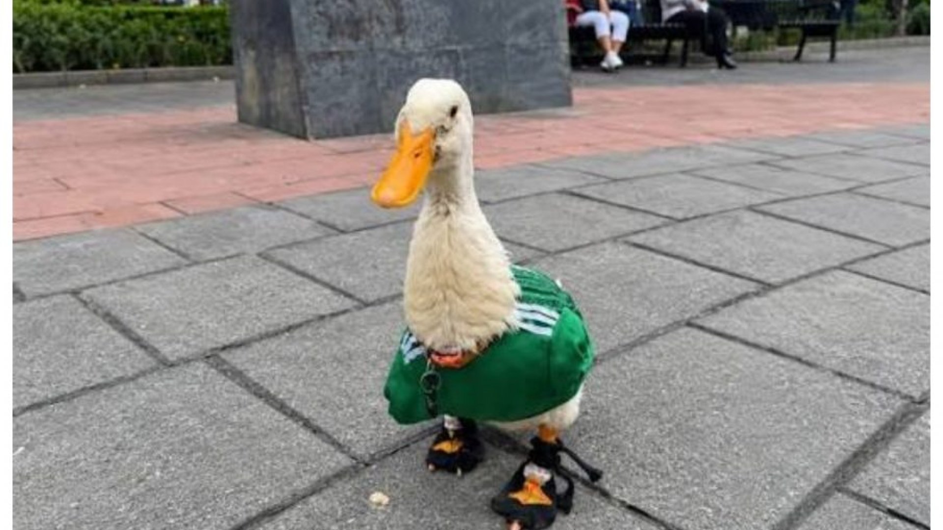 La marca “Pato Merlín” pertenece a la familia Gómez: IMPI