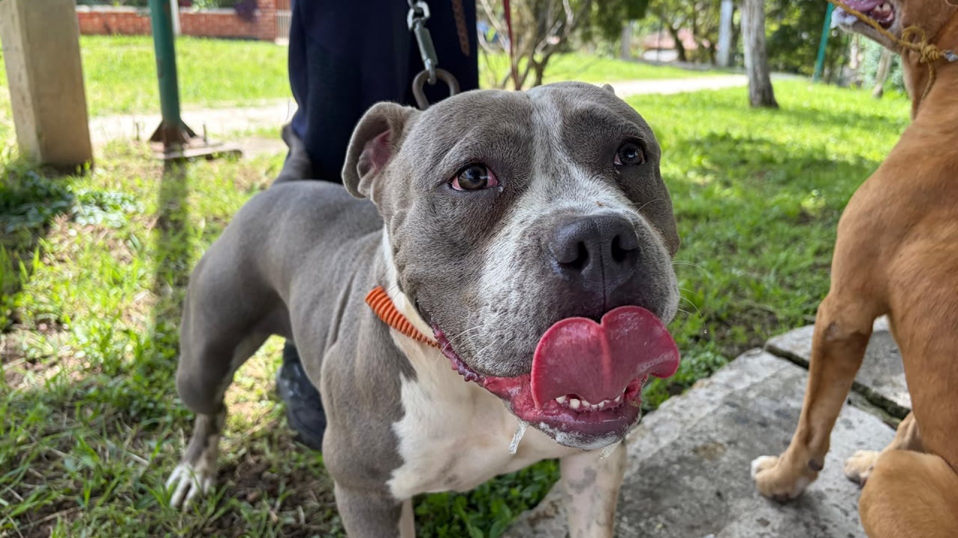 Ayuntamiento de Xalapa aplica más de 3 mil vacunas antirrábicas a perros y gatos