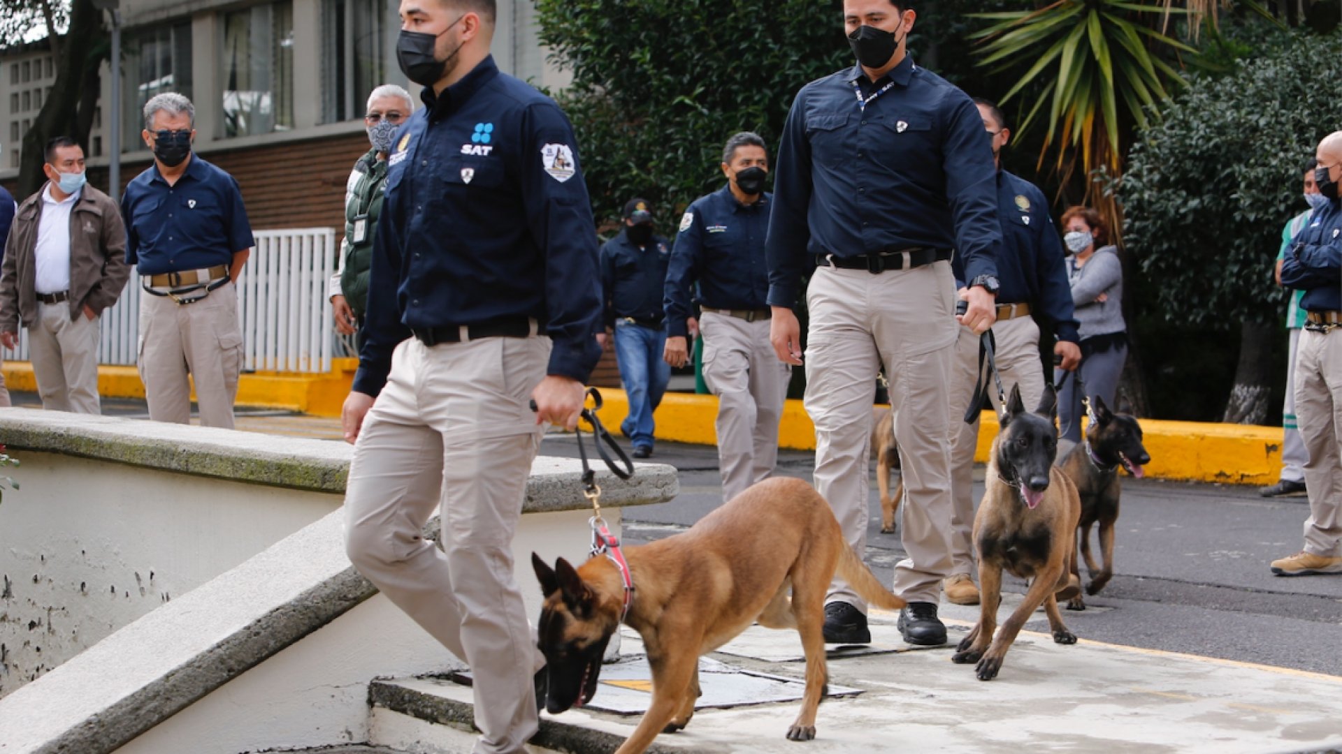 ANAM fortalece programa de binomios caninos para combatir narcóticos y contrabando en aduanas