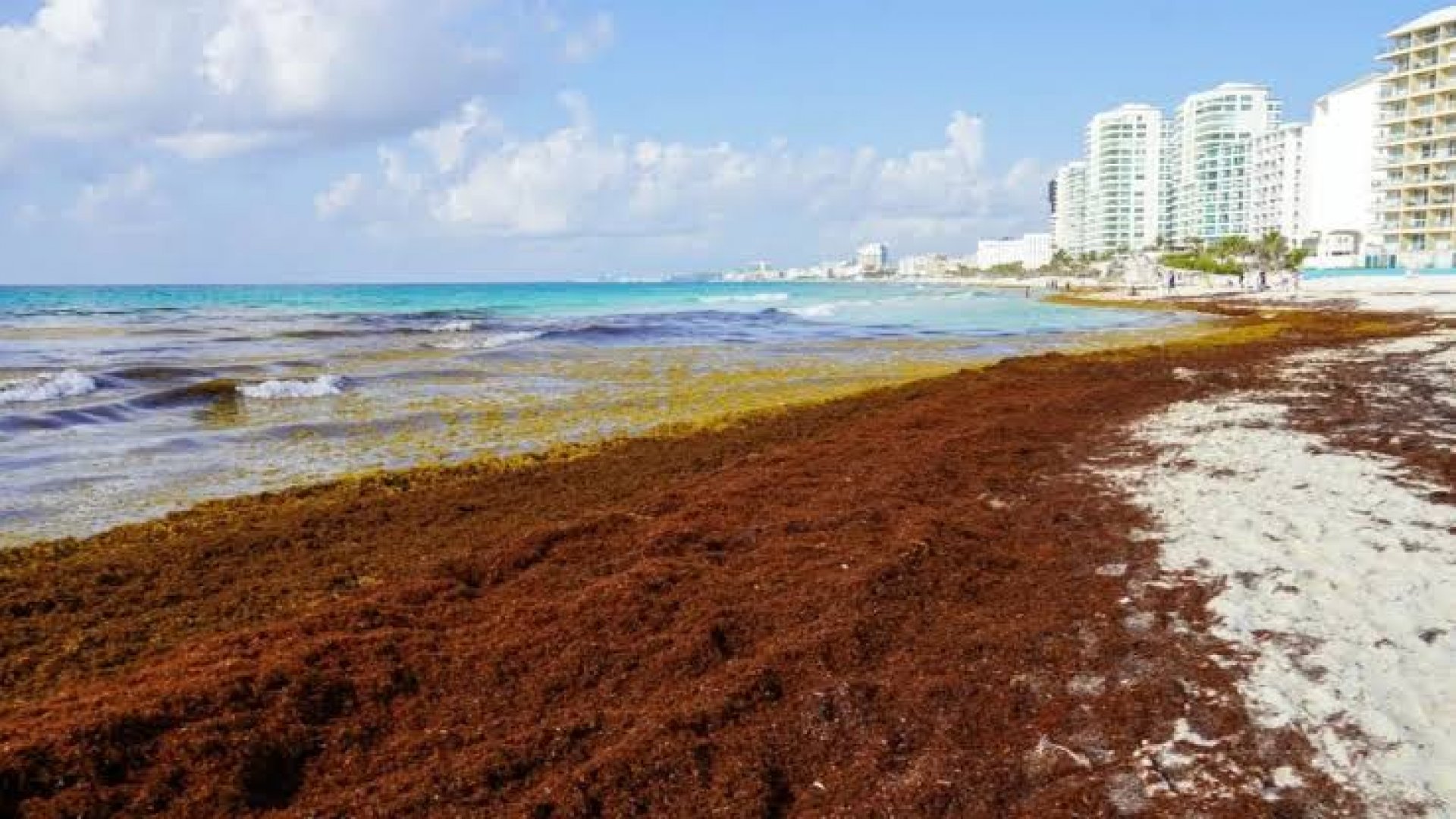 Gobierno destina 2 mil millones de pesos para reforzar estrategia contra el sargazo en Quintana Roo