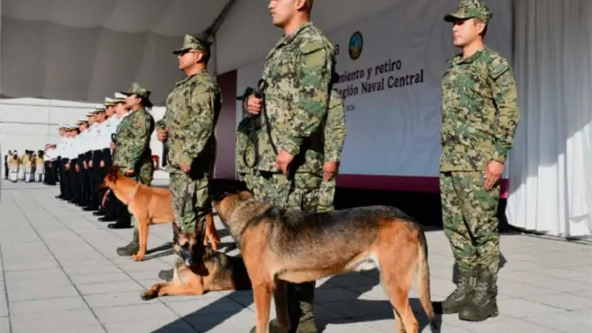ANAM rinde homenaje y retira a binomios caninos tras años de servicio en aduanas