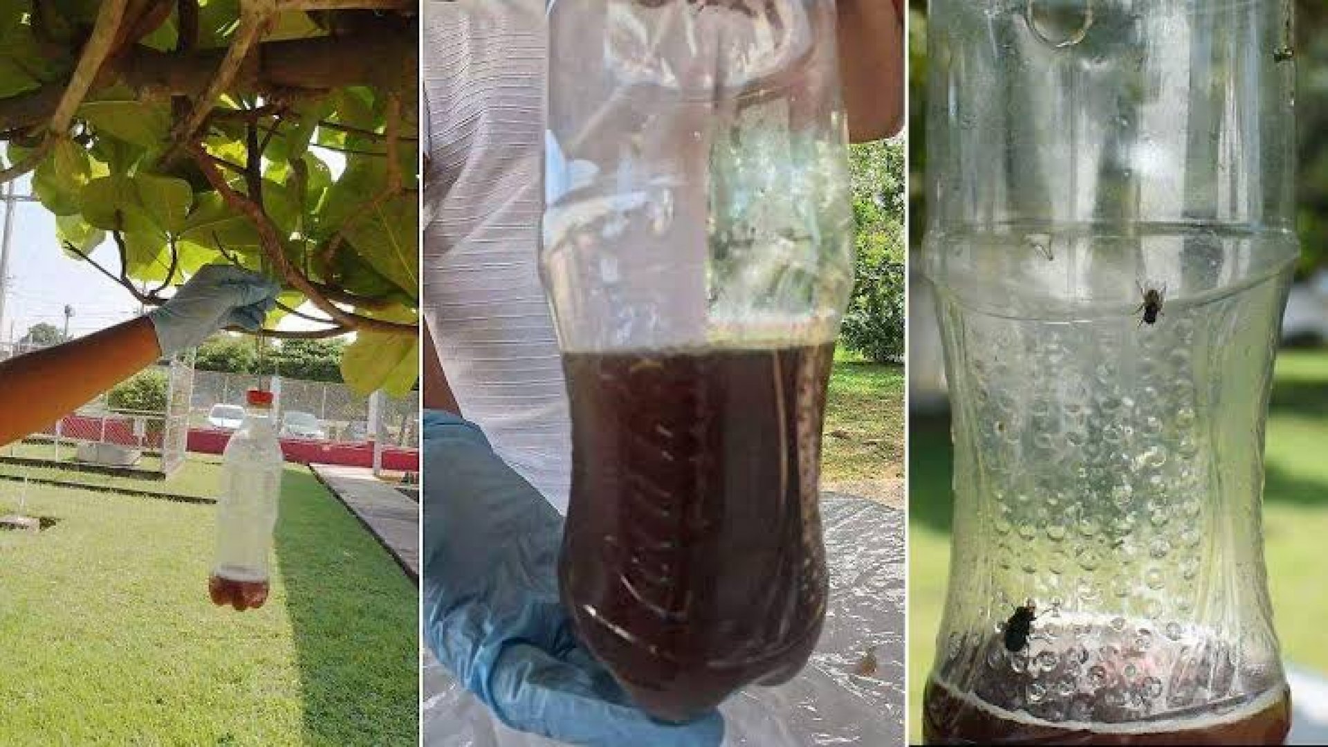 Sader y Sembrando Vida refuerzan combate contra el gusano barrenador con trampas artesanales