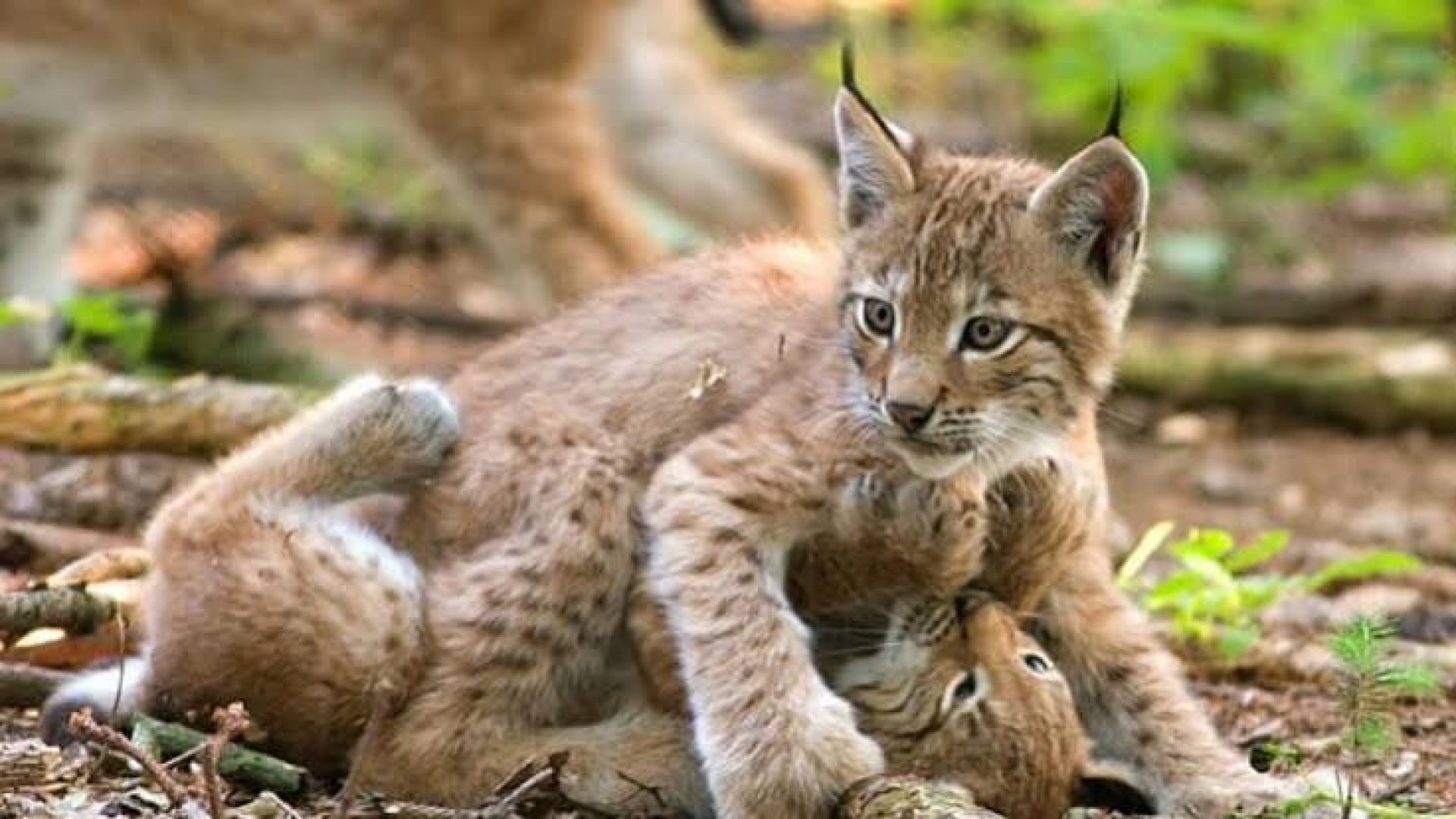 Nace por primera vez un lince rojo en Chapultepec