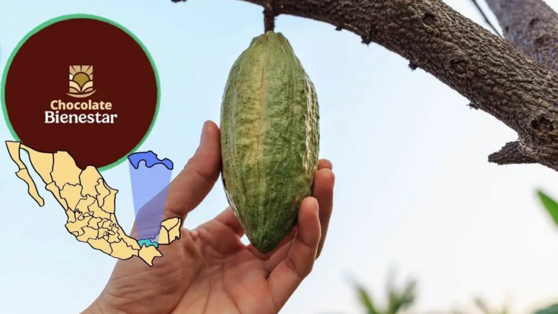 Alimentación para el Bienestar prevé producción de cacao en Tabasco