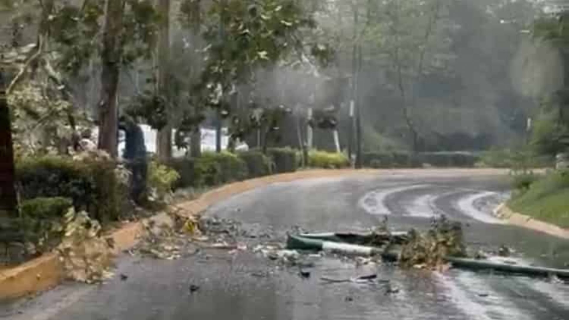 Grúa derriba árbol en Xalapa: trabajador del Ayuntamiento muere y hay 4 heridos