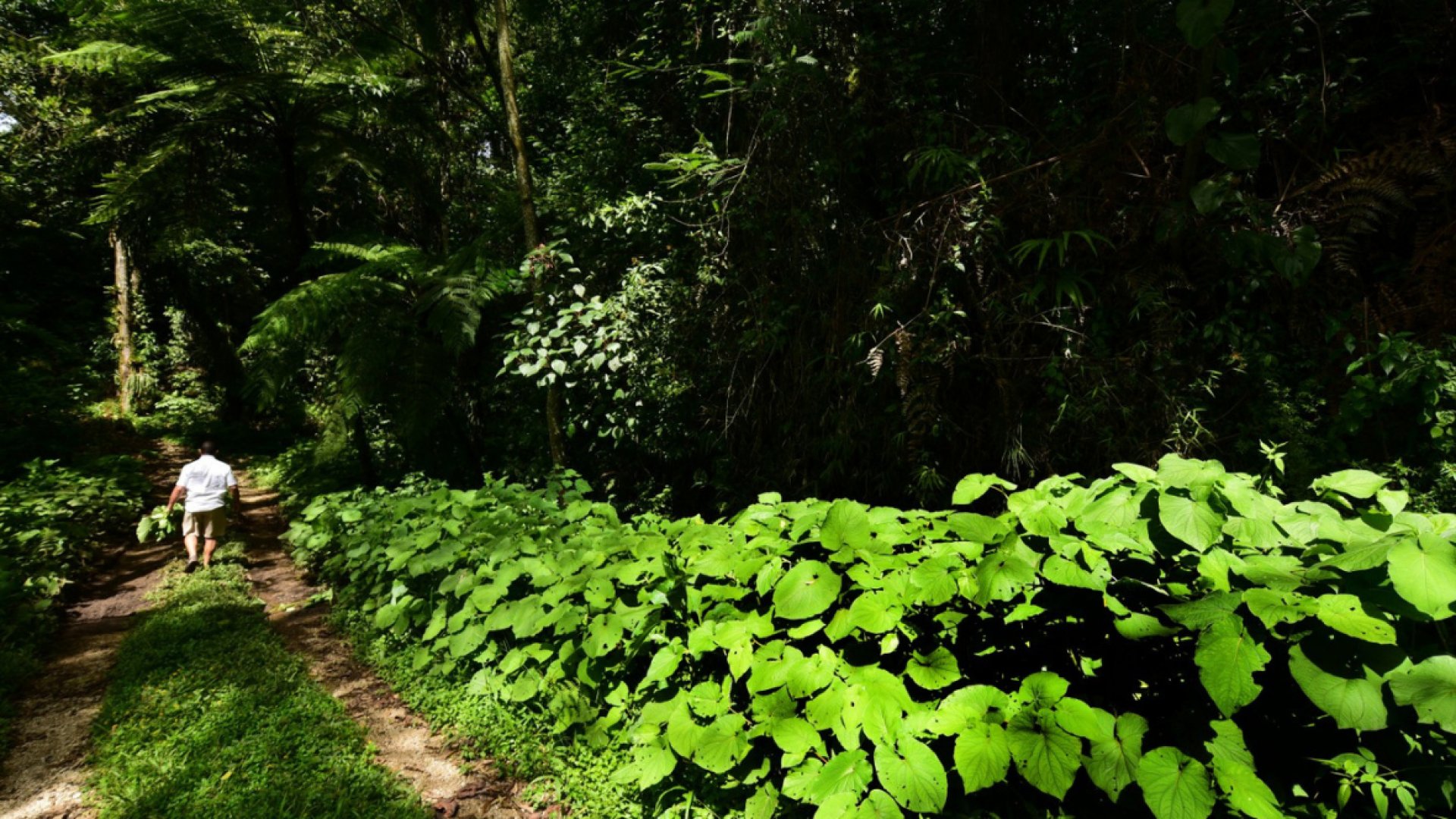 Bosque de Niebla amenazado por minas y fraccionamientos