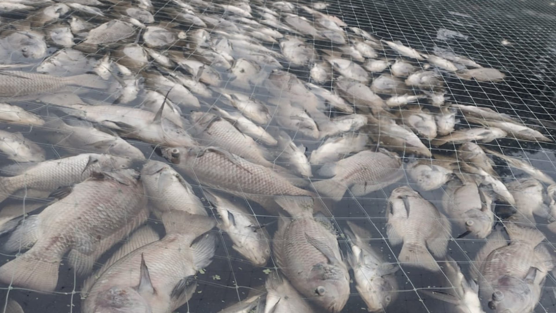 Pescadores pierden 30 toneladas de mojarra por contaminación de ingenio