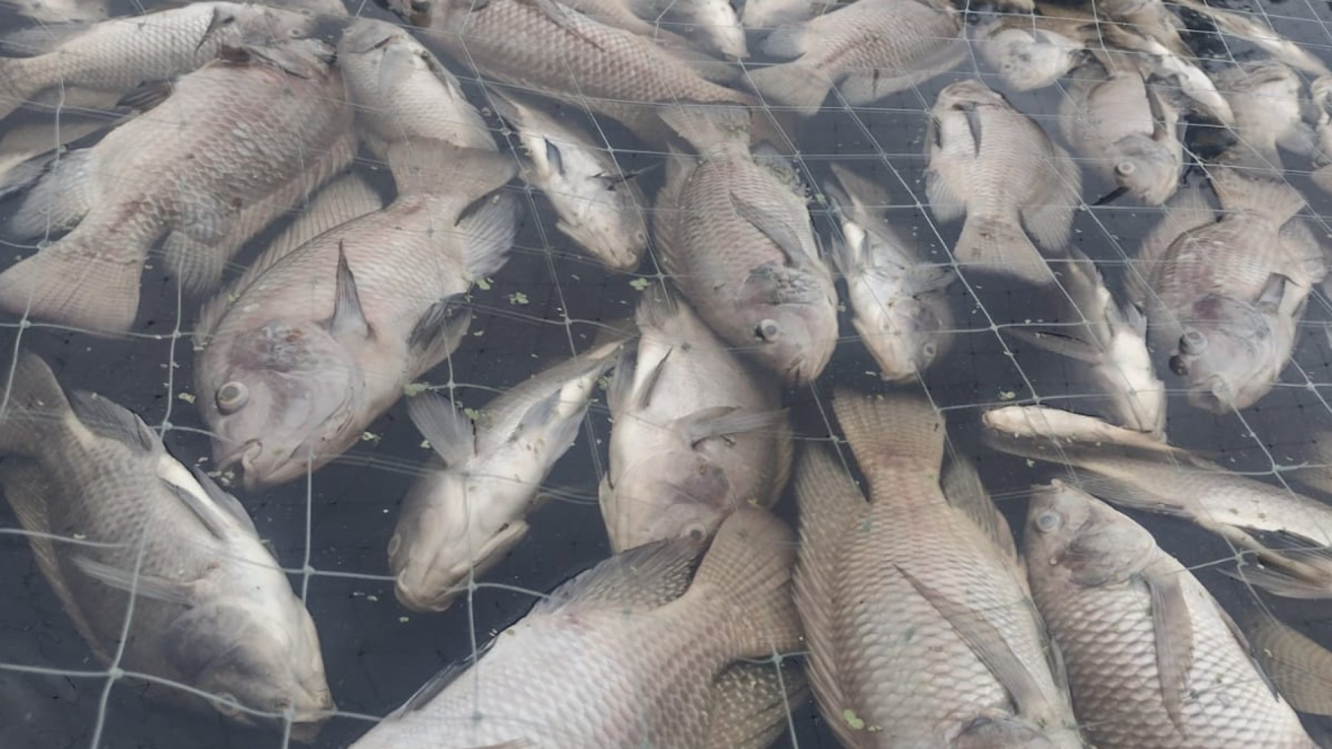 Pescadores pierden 30 toneladas de mojarra por contaminación de ingenio.