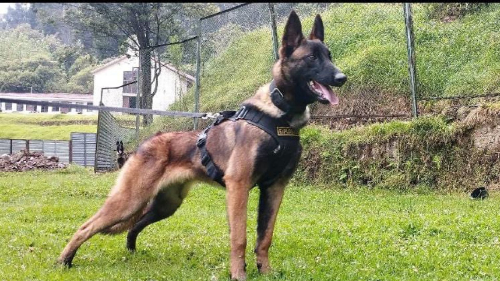 Ejército colombiano busca a perro rastreador que se perdió durante la operación para rescatar a cuatro niños en la selva amazónica