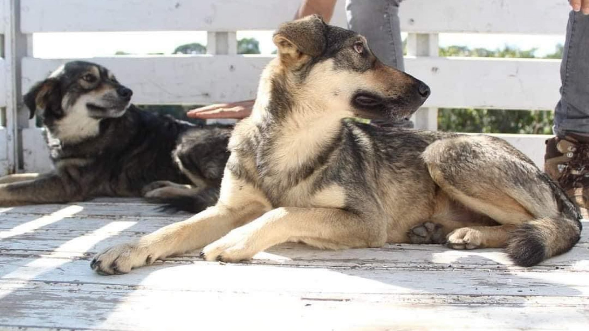 Realizan carrera en Xalapa para recolectar alimentos para tres refugios de animales abandonados