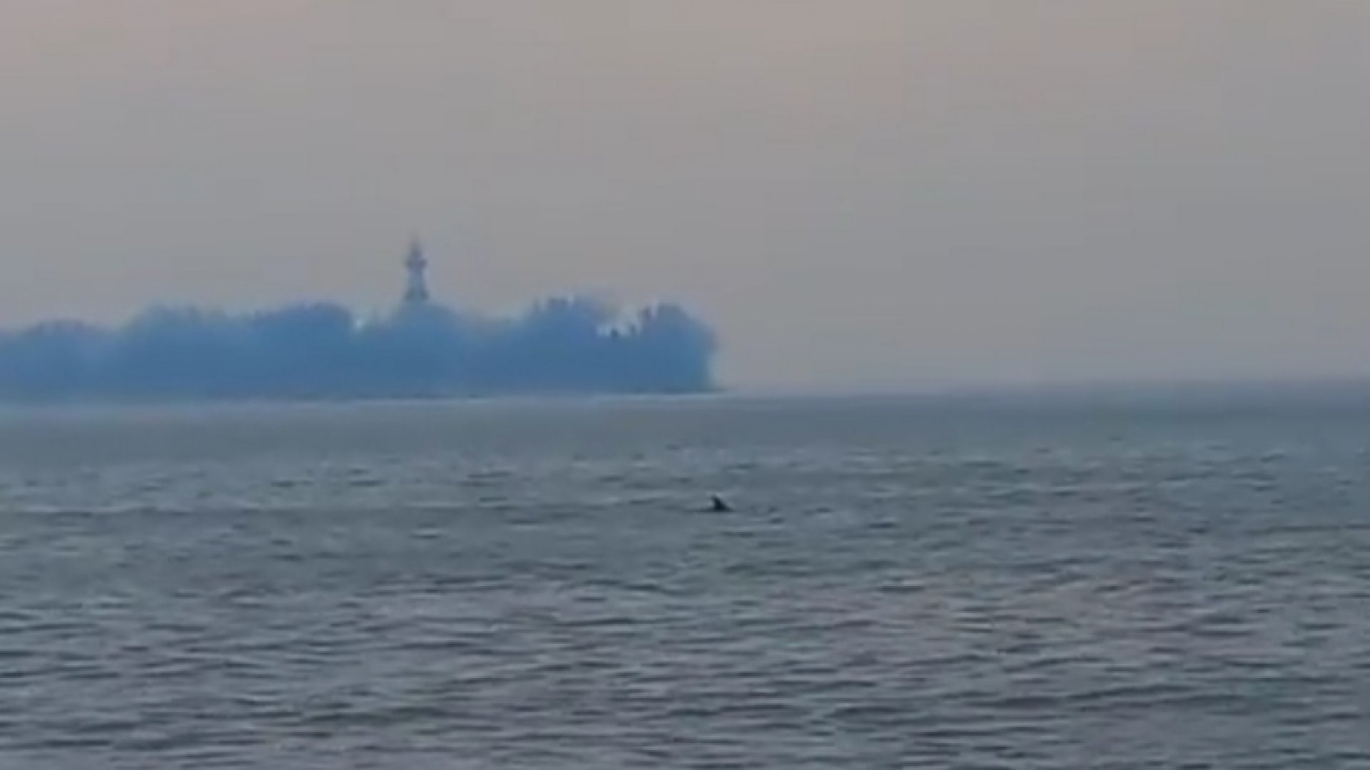 Avistan delfines frente a la costa de la zona conurbada