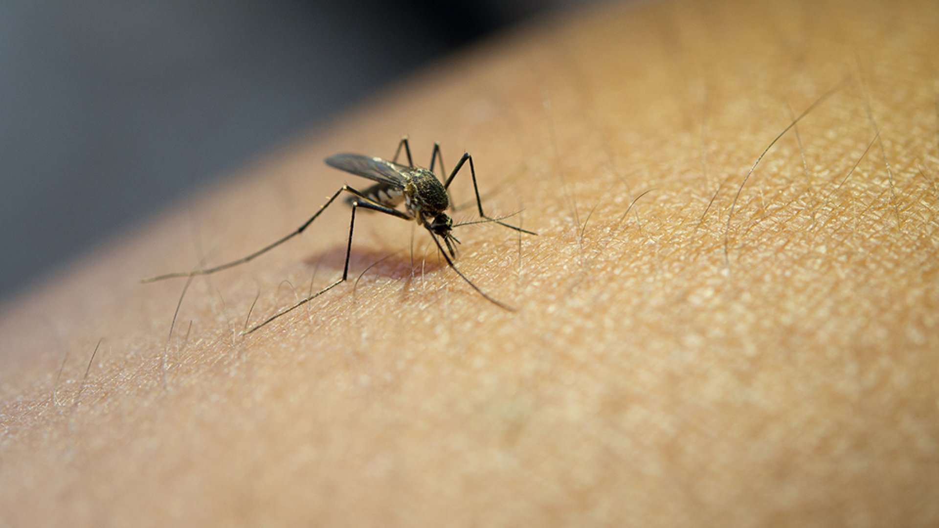 Veracruz, tercer lugar en casos de dengue