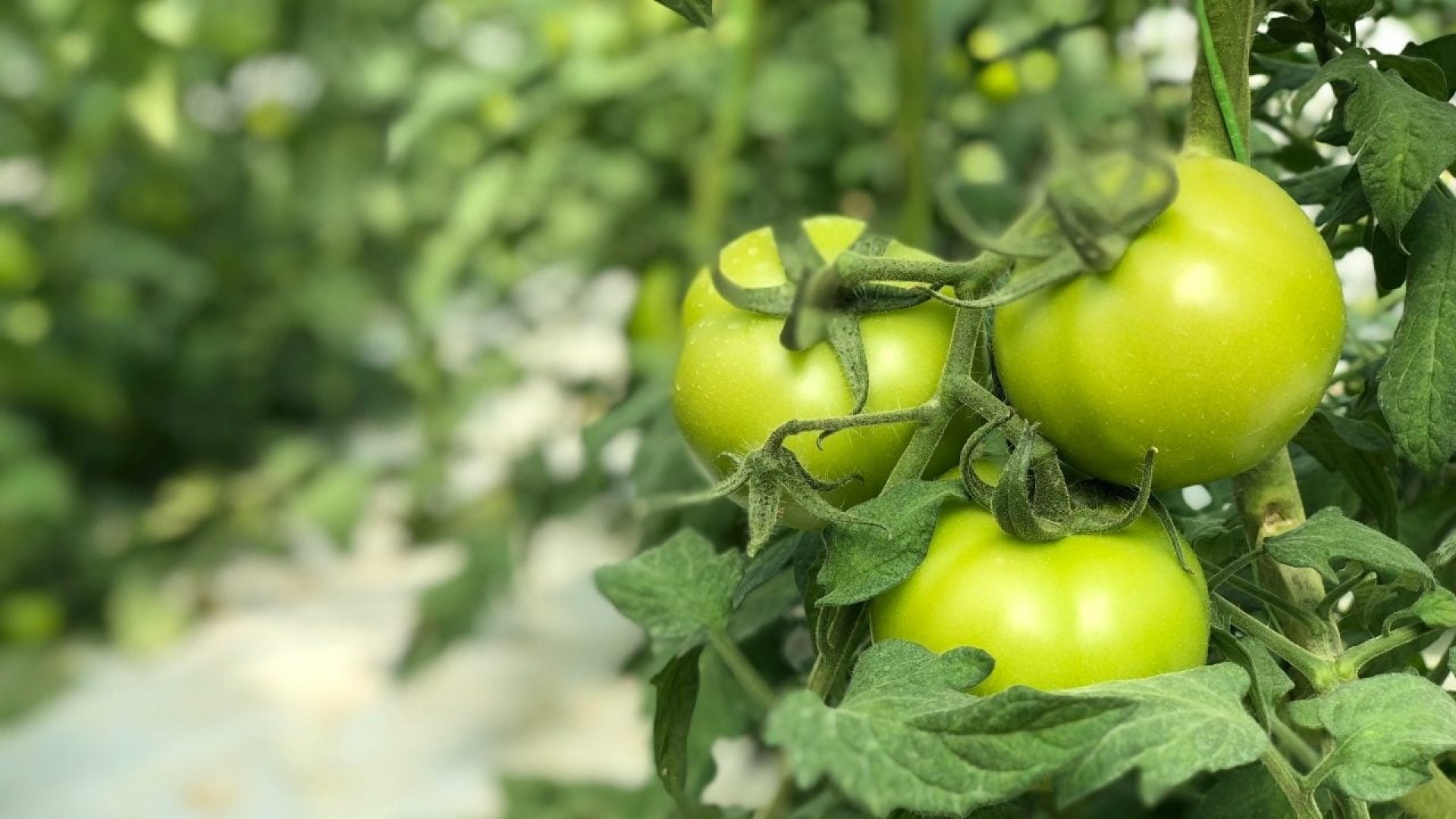 Investigadores suizos utilizan ChatGPT para cosechar tomates