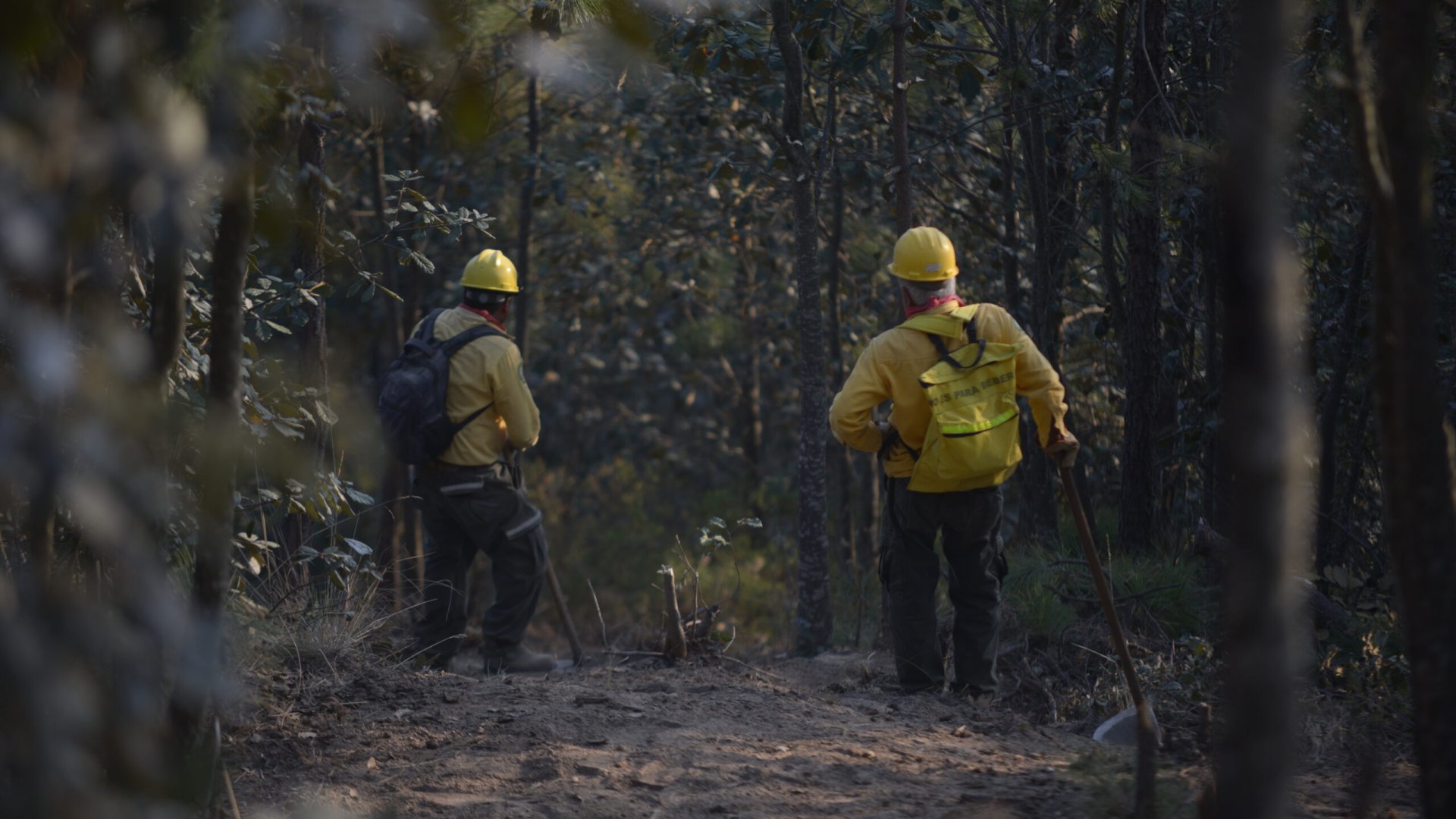 Veracruz reporta 161 incendios forestales hasta el 8 de junio