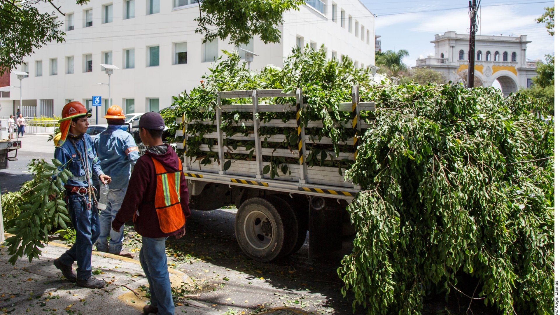 Pierde Jalisco más de 8 mil árboles