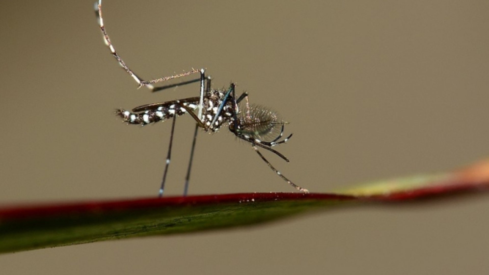 El cambio climático conduce a un riesgo creciente de enfermedades virales transmitidas por mosquitos: UE