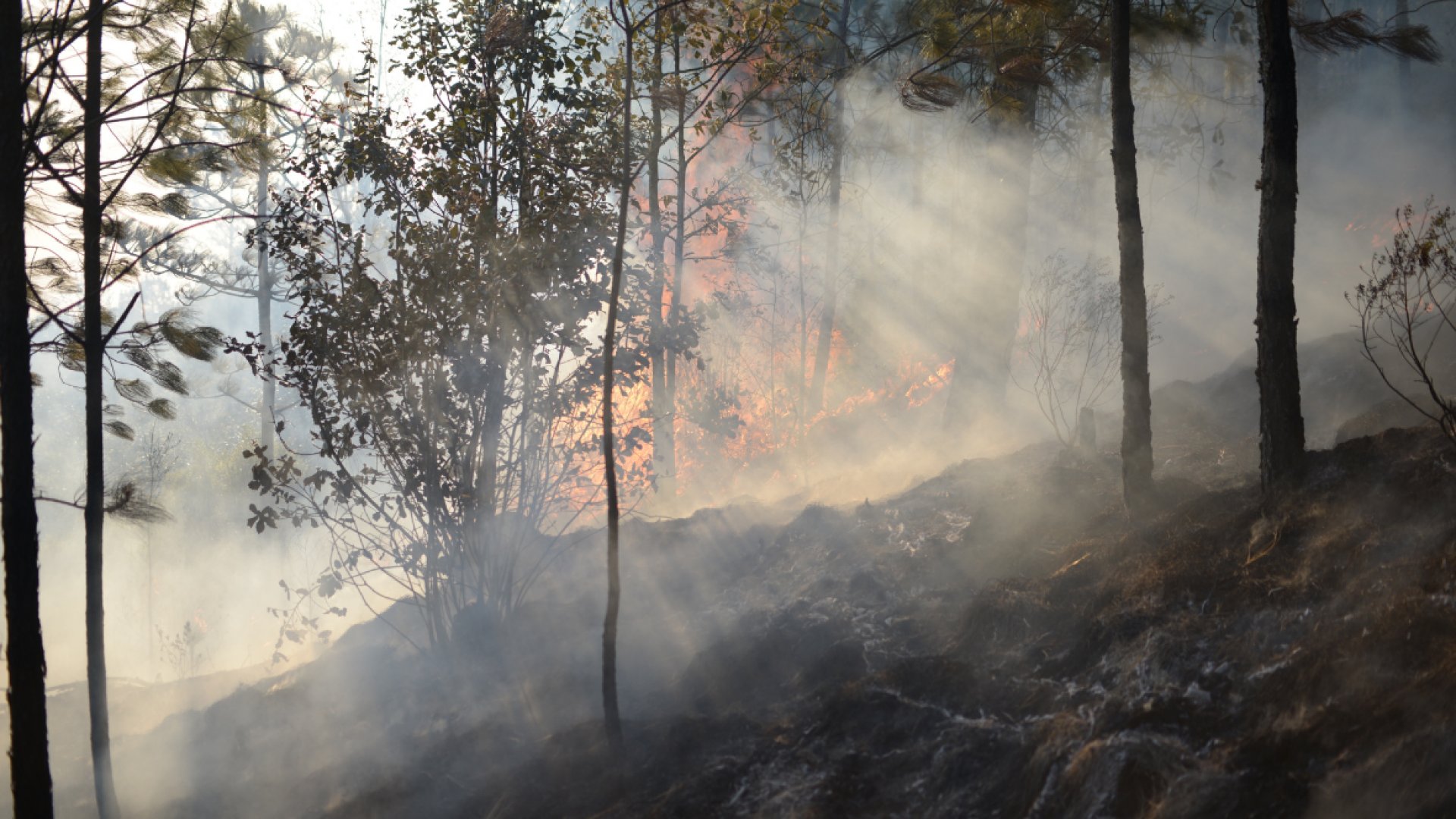 Incendios forestales dañan más de 640 hectáreas de áreas naturales protegidas