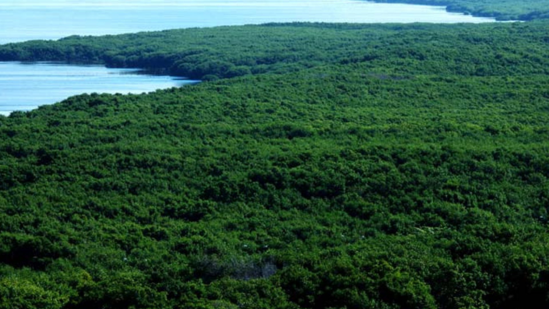 Pérdida  de bosques tropicales aumenta 10% en 2022 