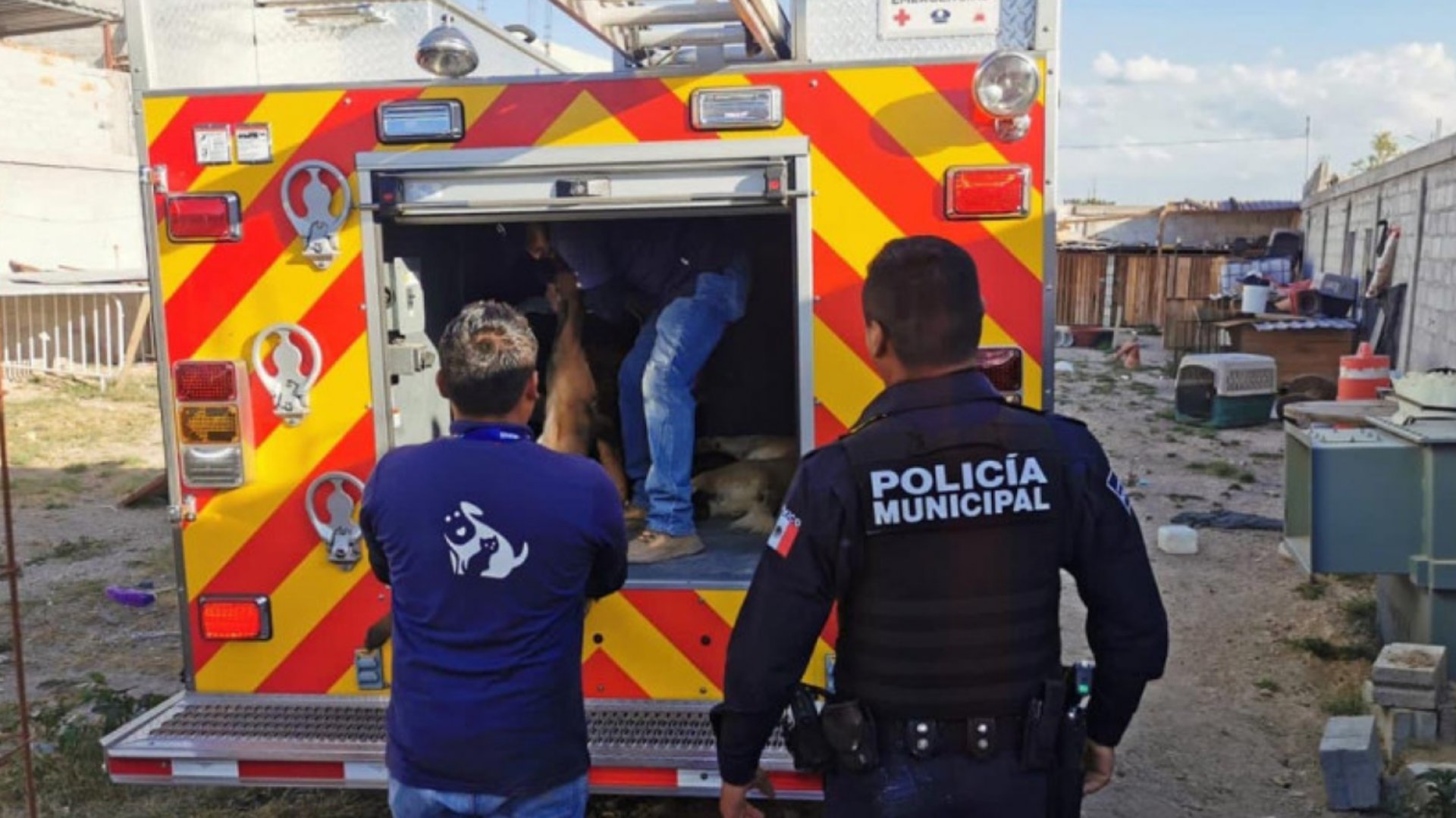 Rescatan a 20 perritos maltratados y desnutridos de escuela de adiestramiento en Querétaro