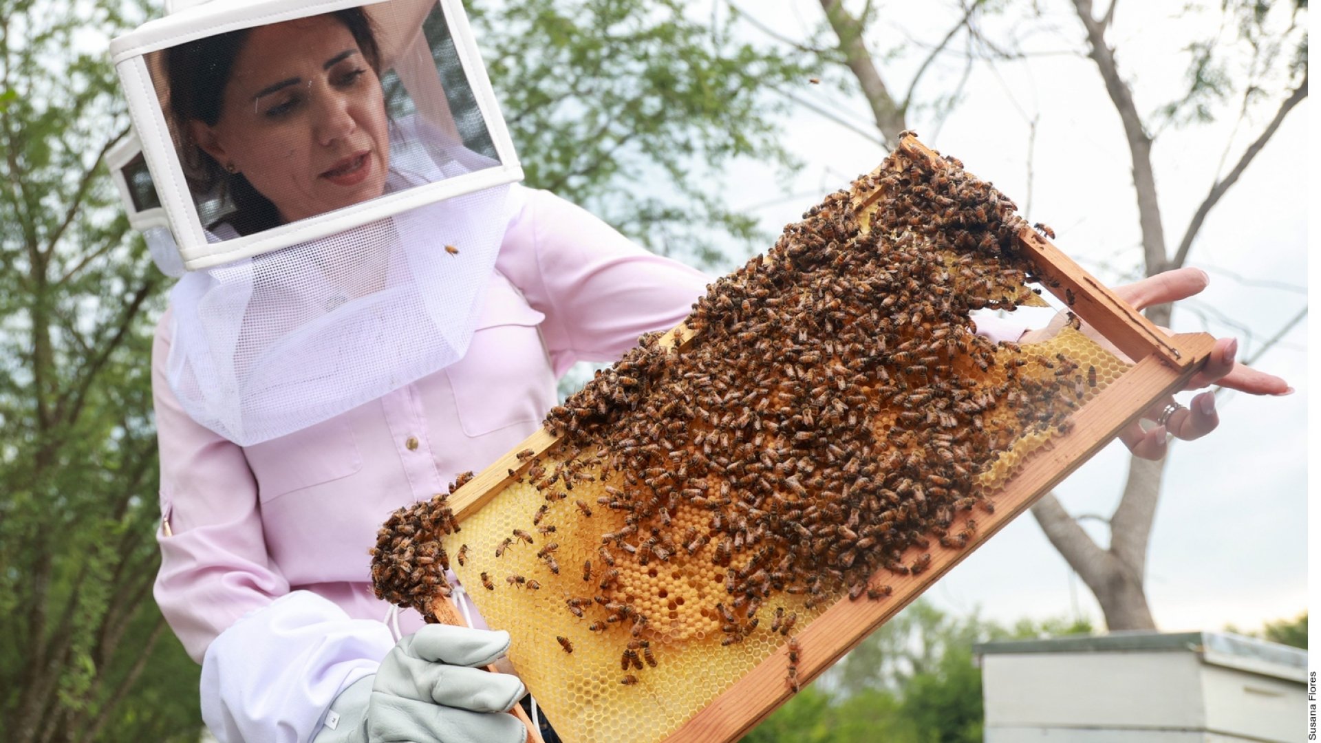 Buscan en Ley proteger a abejas en Nuevo León