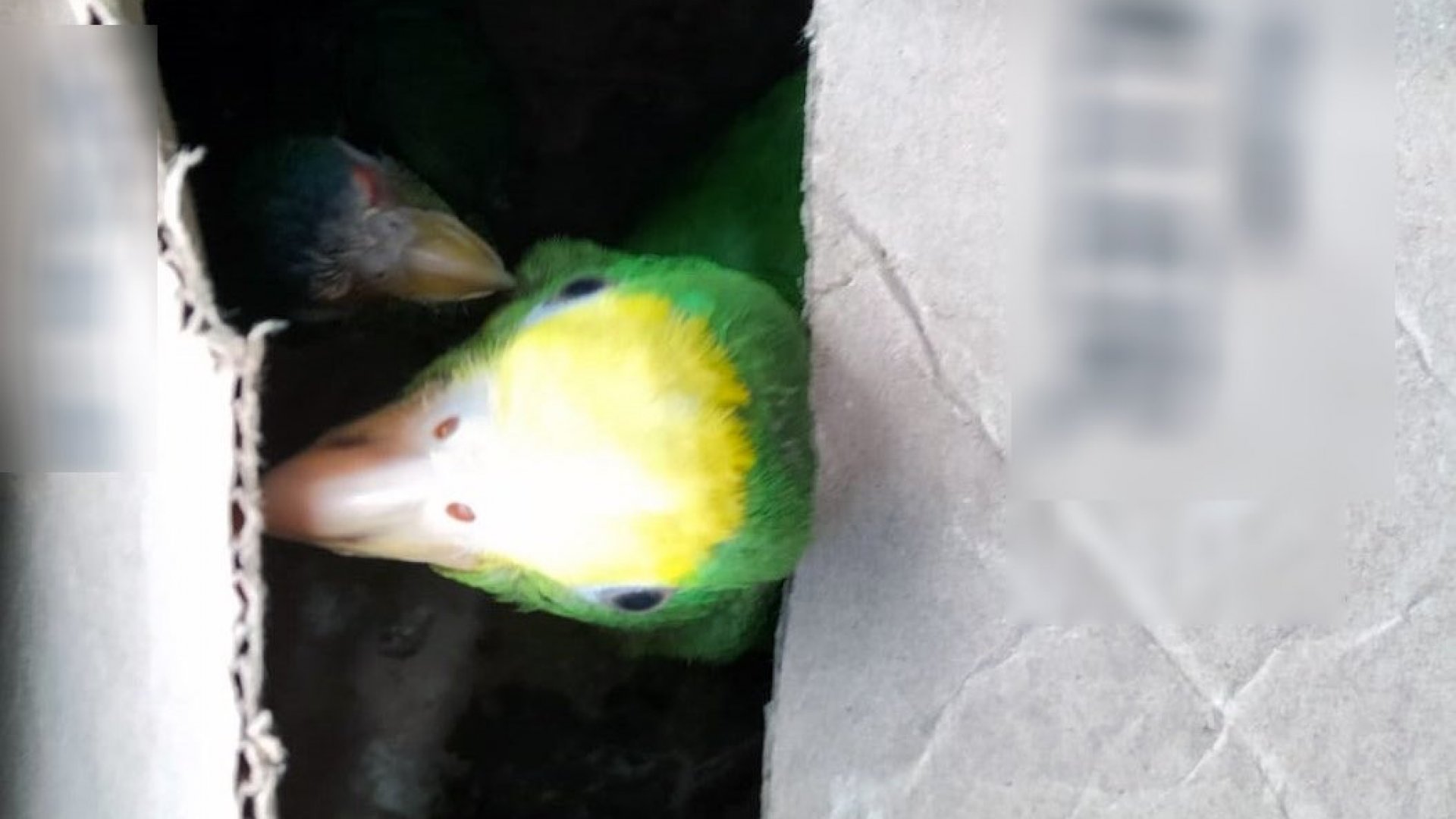 Dos detenidos por presunto delito de tráfico de loros en peligro de extinción