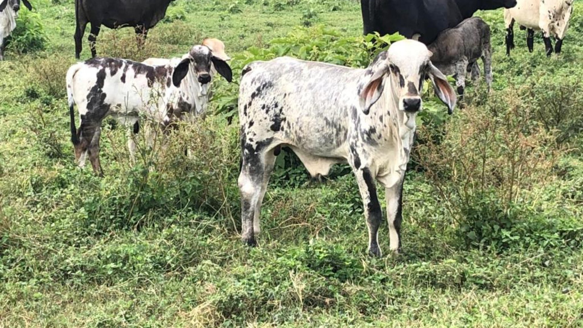 Alertan por alza en precio de carne, en Nuevo León