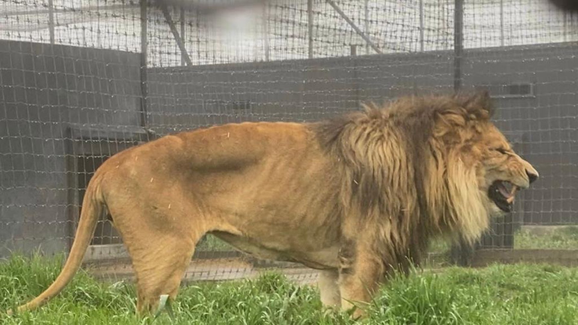 Se recuperan felinos rescatados del Black Jaguar-White Tiger