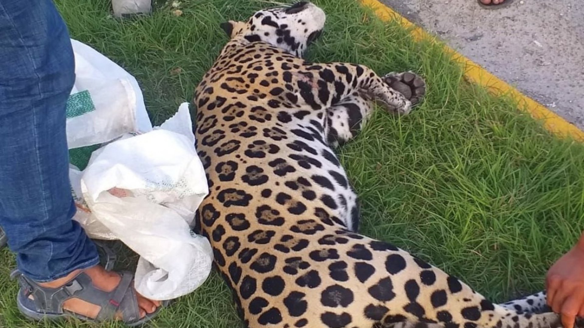 Atropellan a jaguar macho en carretera de Tulum