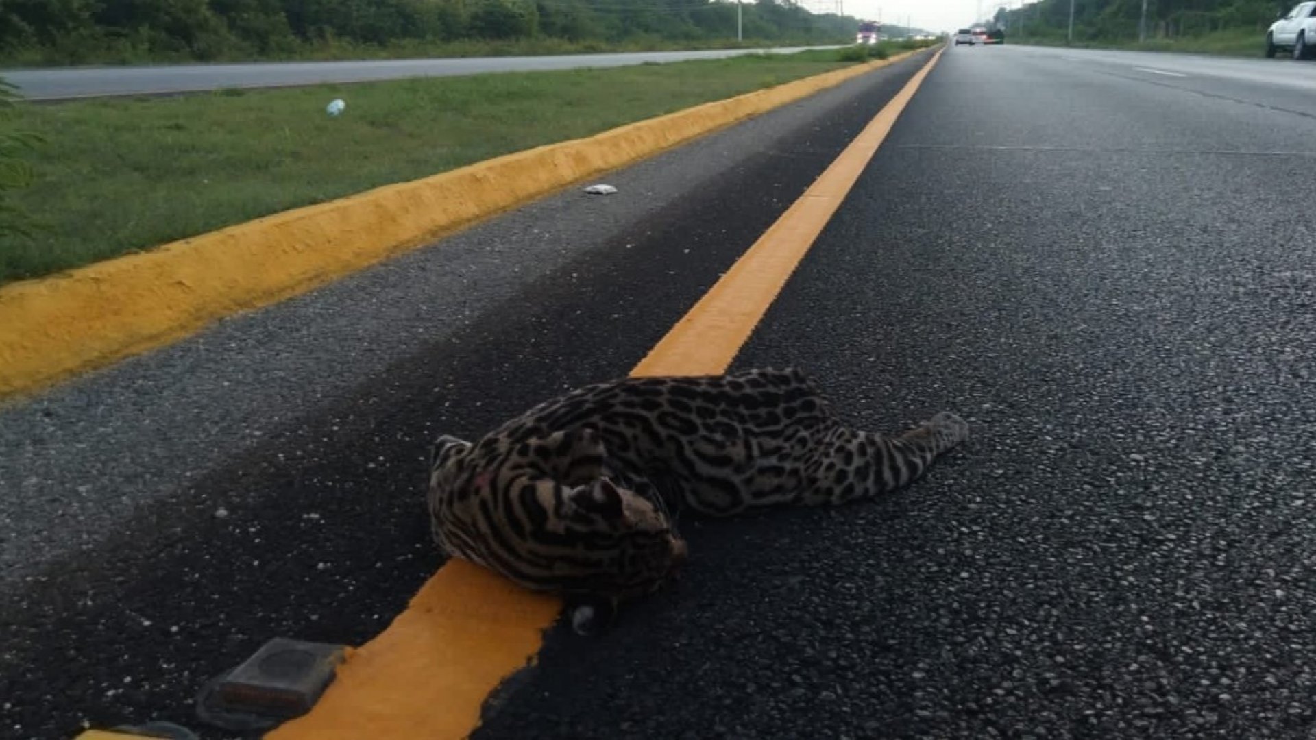 Y ahora atropellan a ocelote en carretera de Quintana Roo