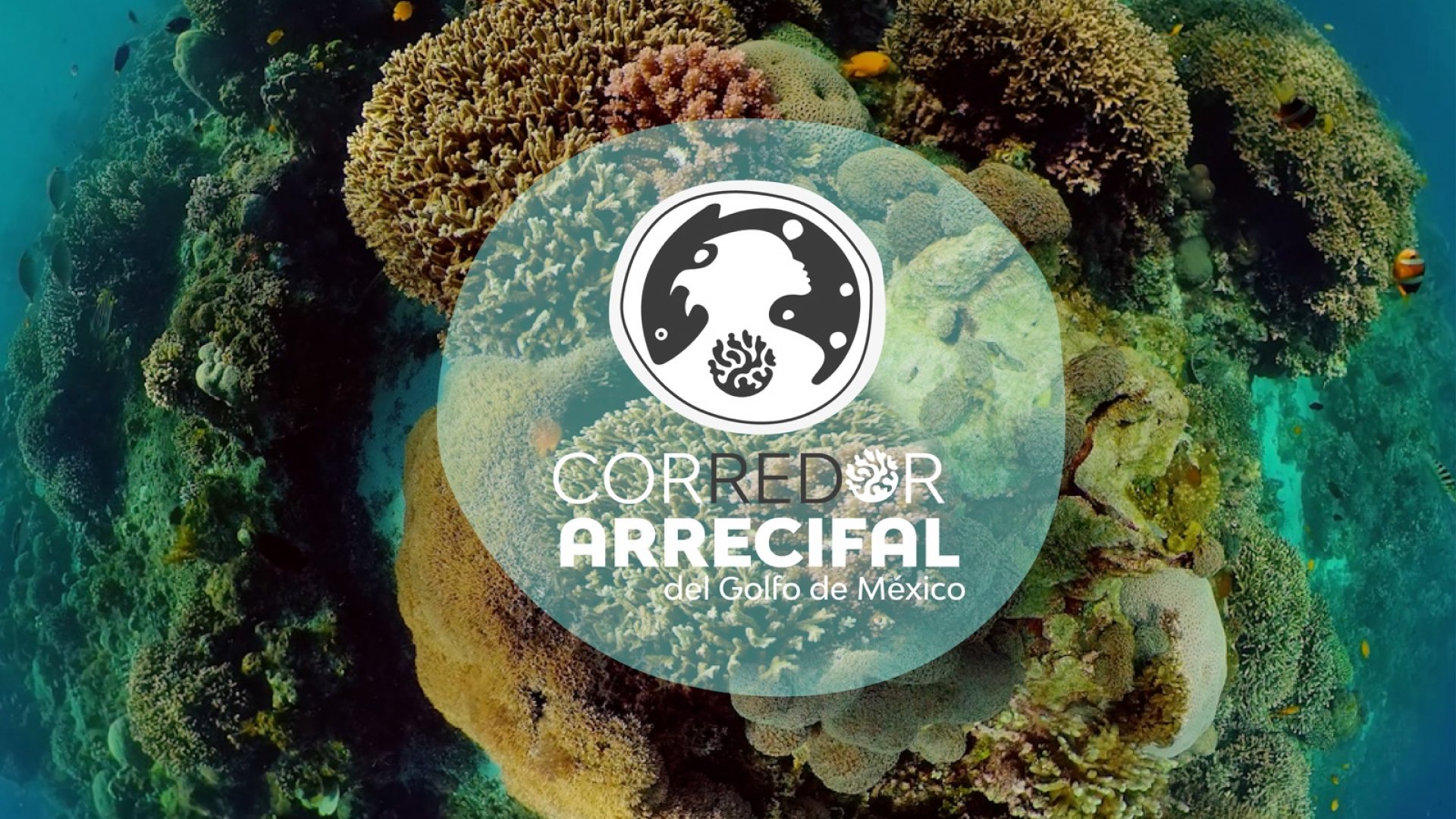 En riesgo el Corredor Arrecifal, activistas revelan datos