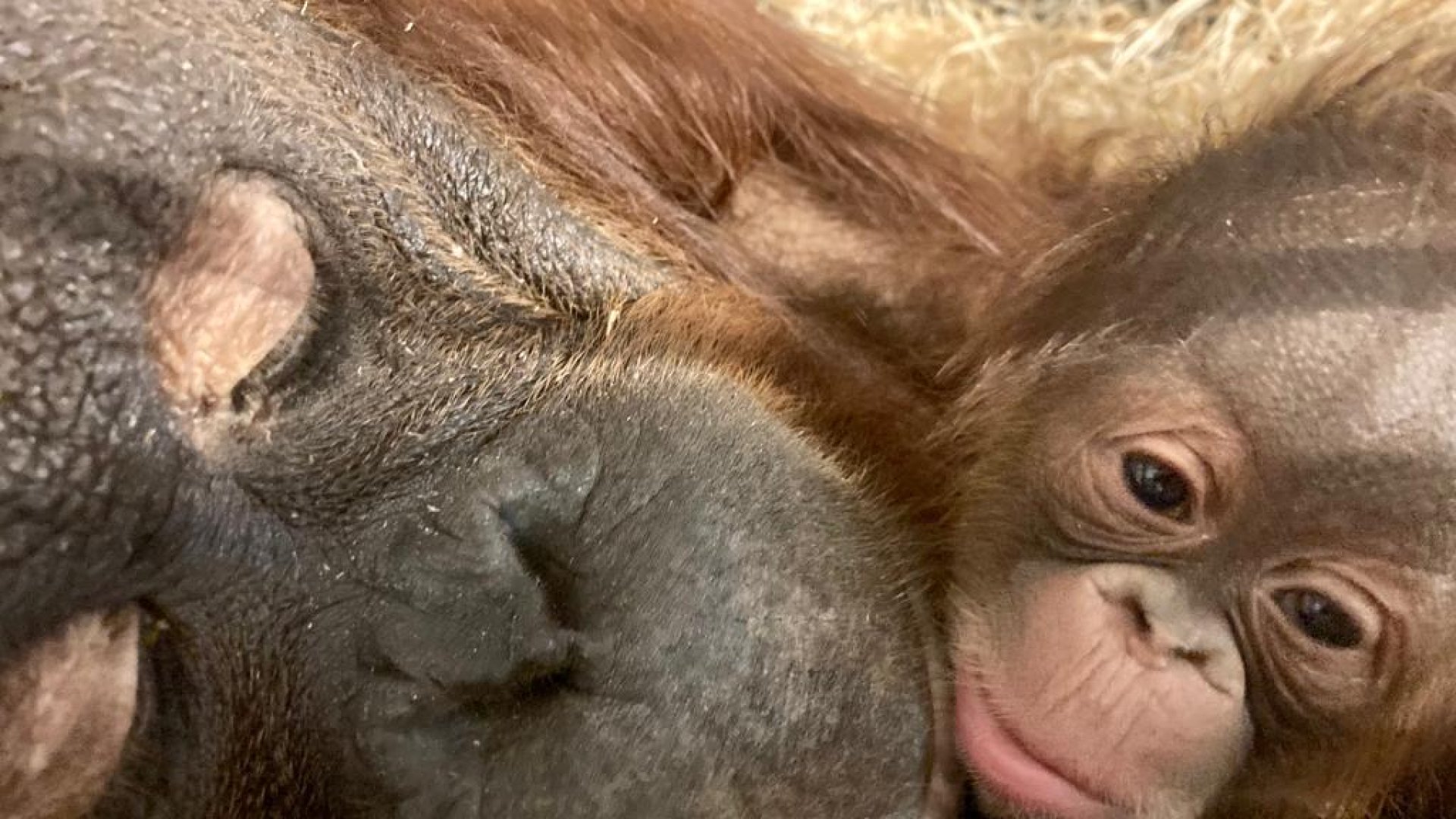 Orangután bebé genera esperanza para salvar especie en estado crítico de extinción