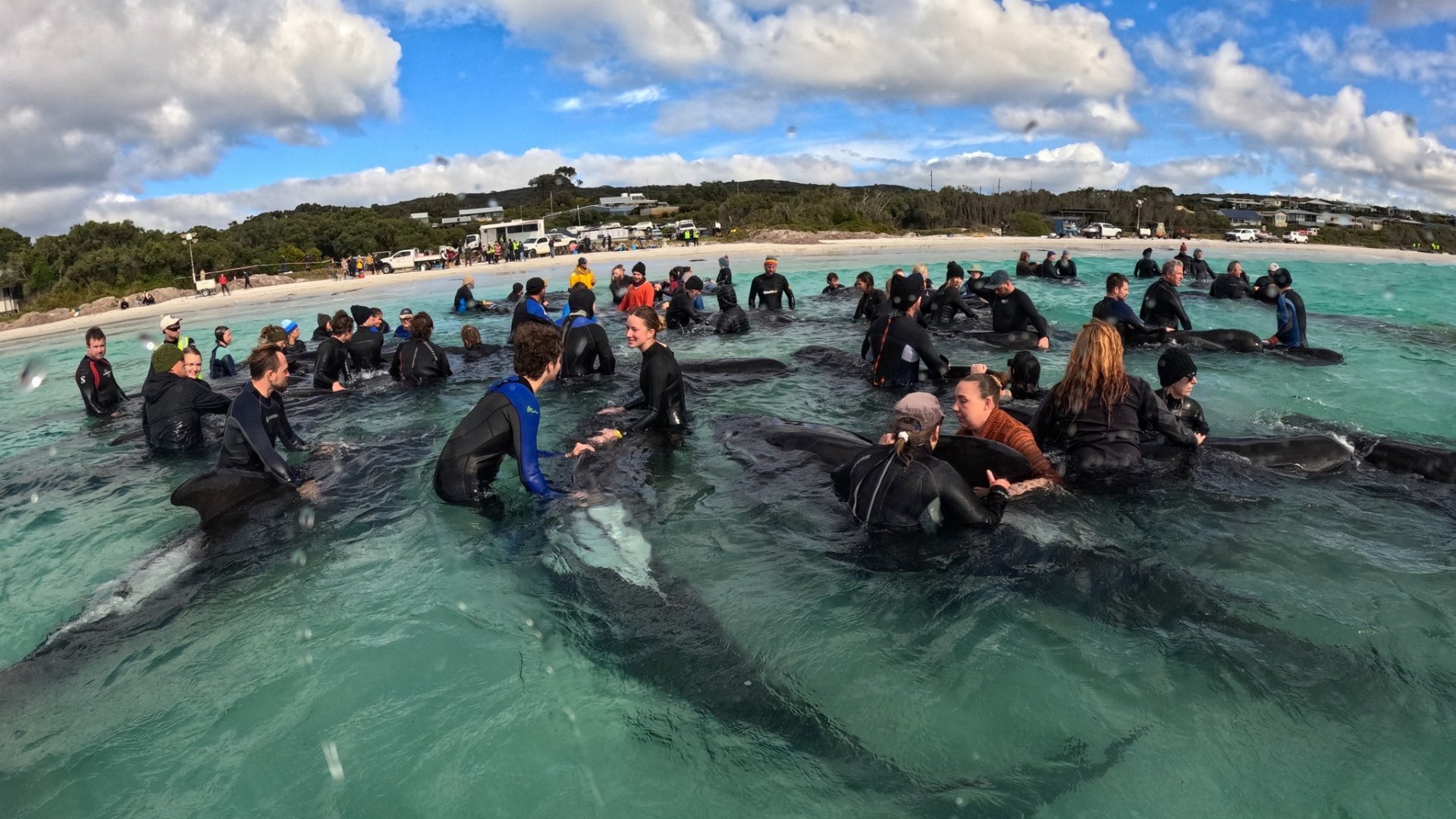 Mueren casi 100 ballenas varadas en costa de Australia