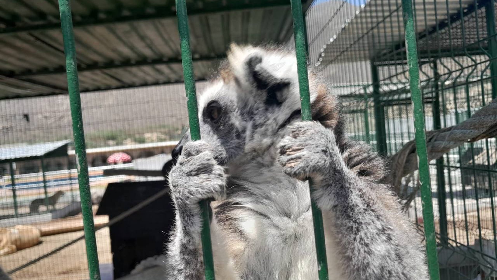 Decomisan animales exóticos en un rancho de Nuevo León
