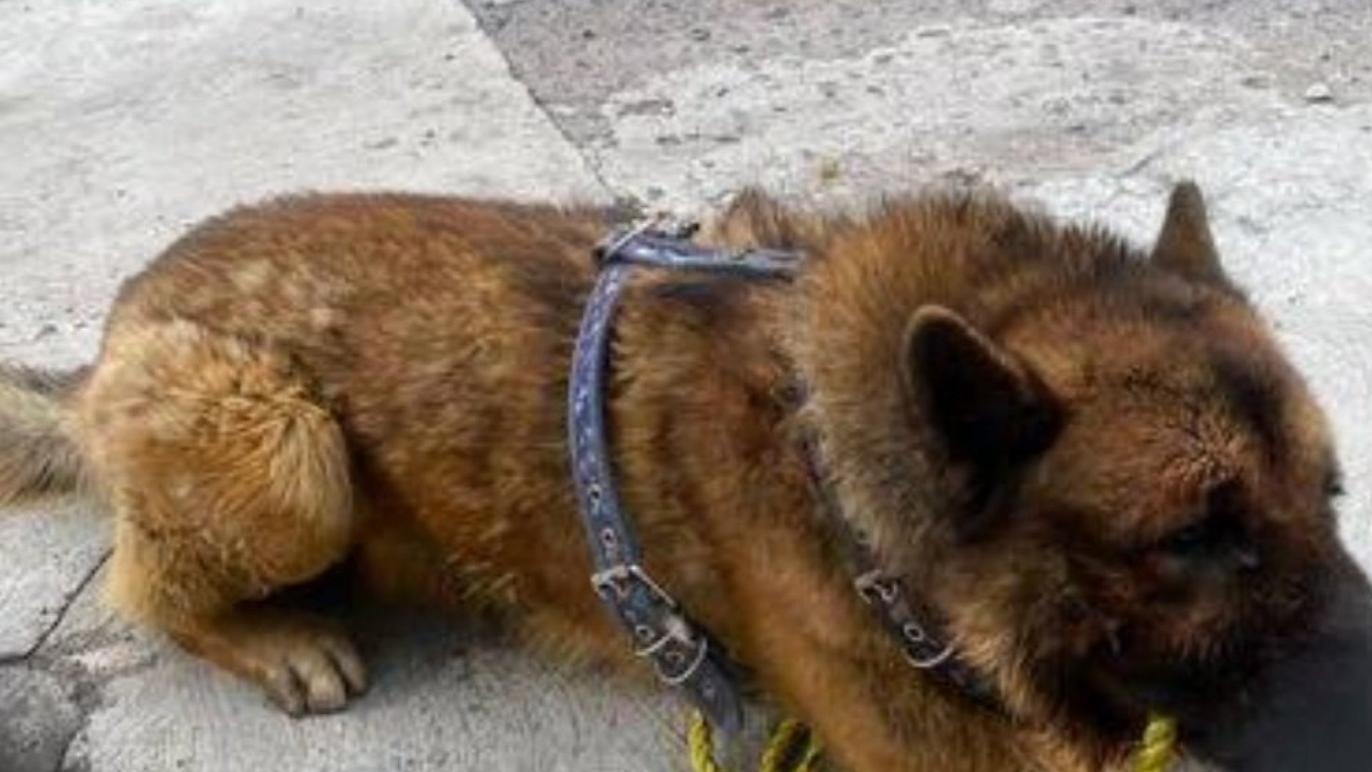 Detienen a pareja por asesinato de Kuko, perro guía del Estado de México