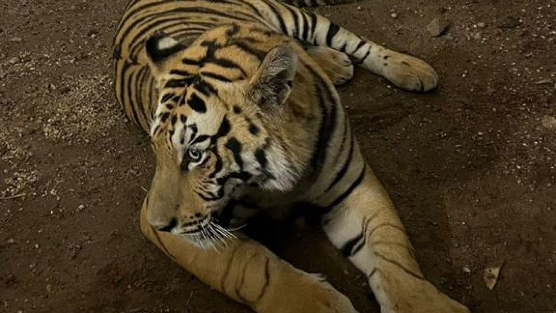 Capturan a tigre suelto en calles de Tlajomulco, Jalisco